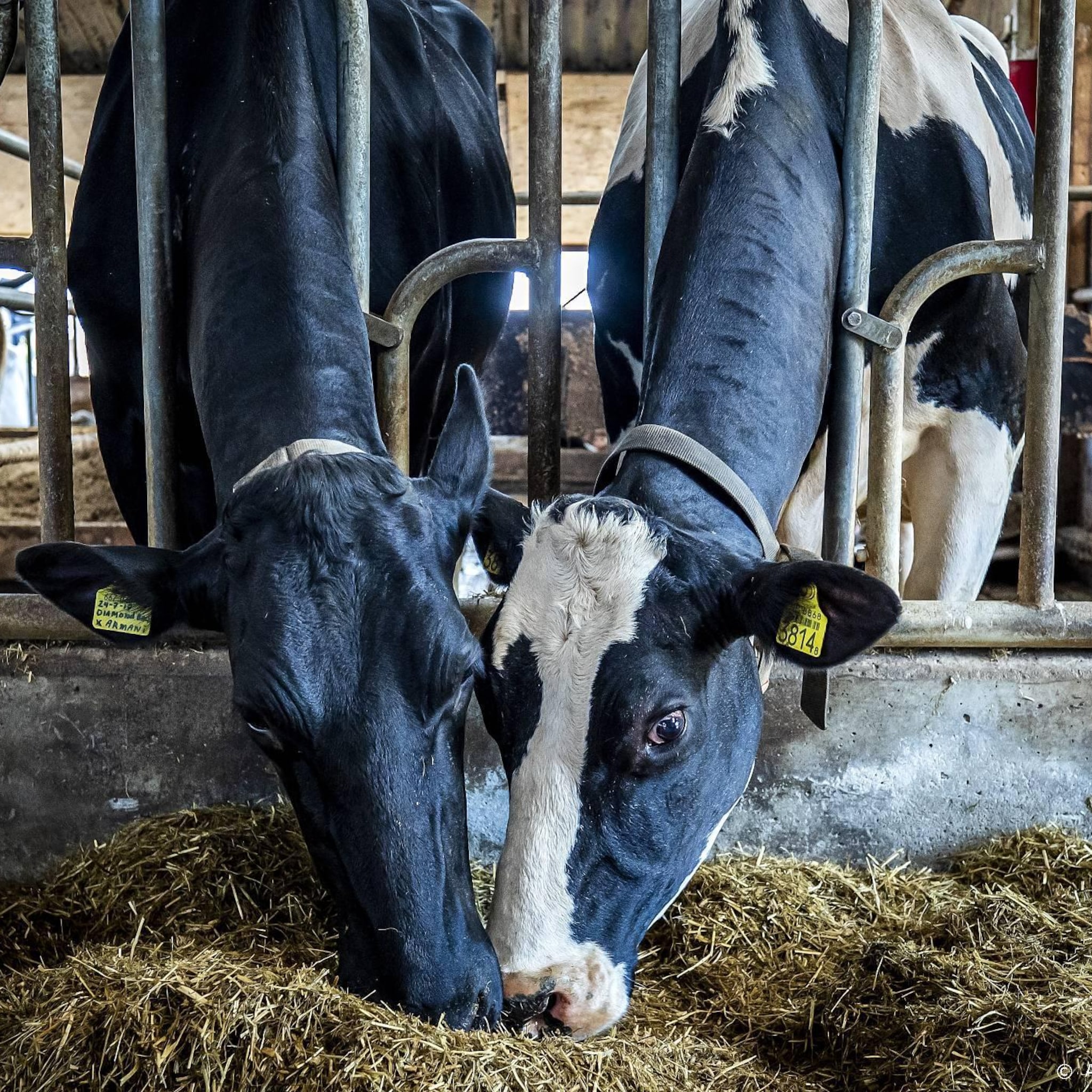 forfarmers wil duurzamer voer maken voor lagere stikstofuitstoot