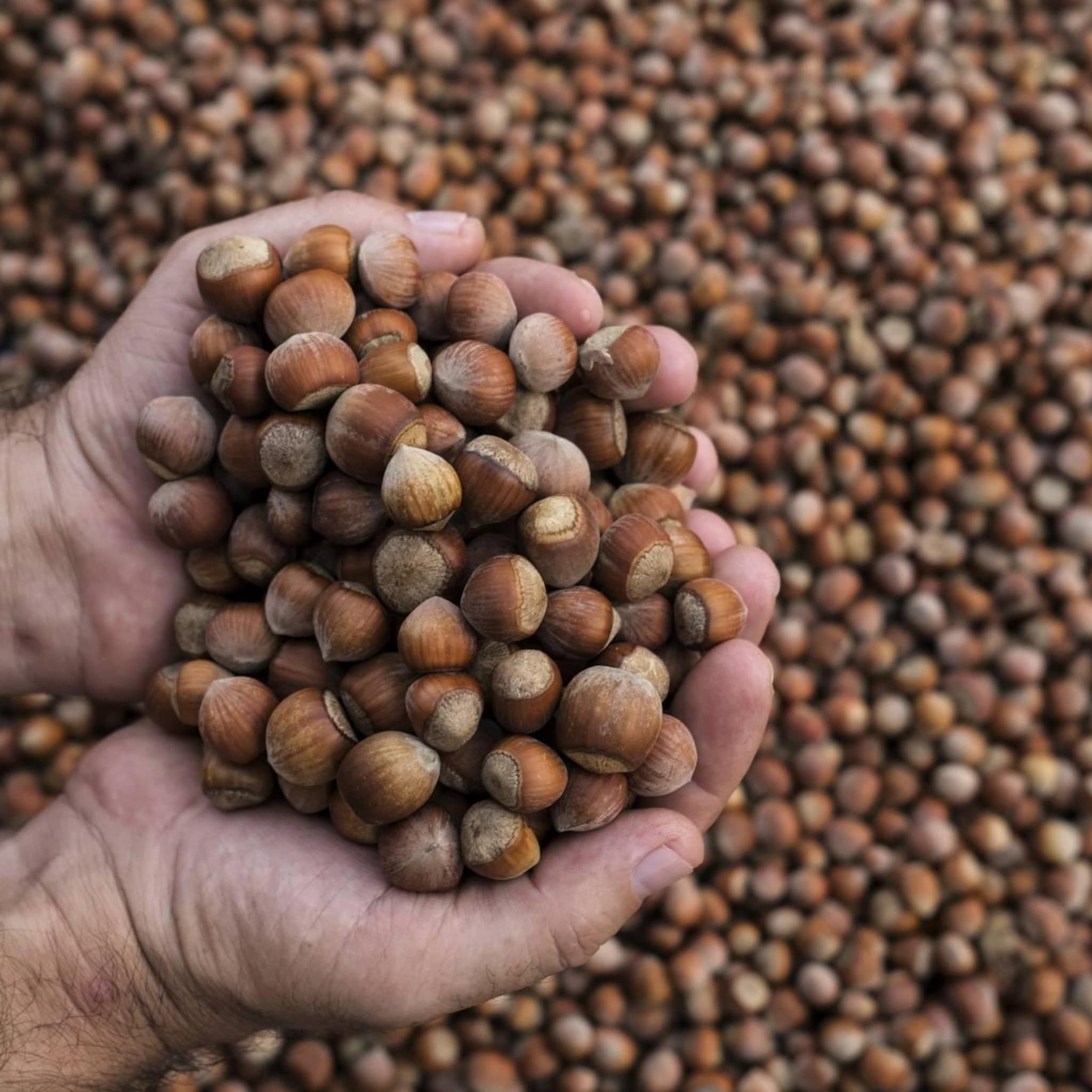 turkse boeren boos om hazelnotenmonopolie nutella maker ferrero