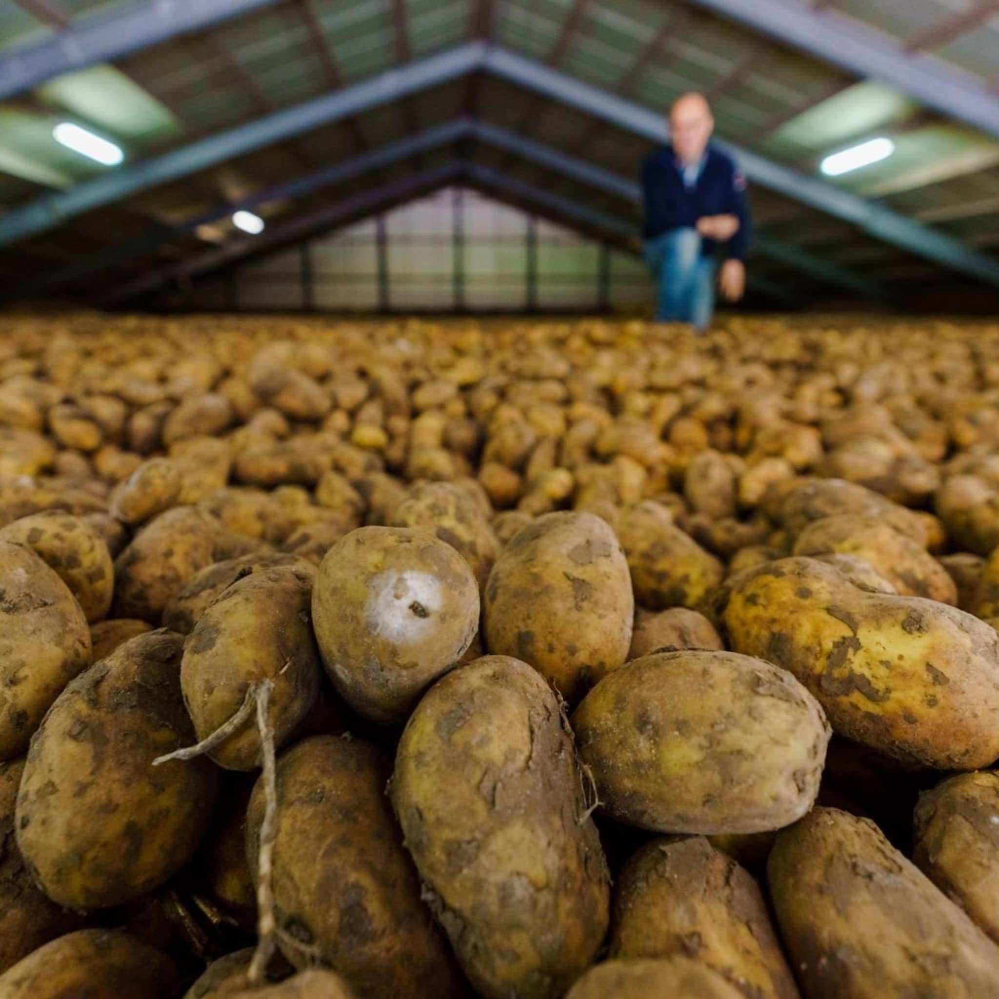 supermarkten stappen over op resistente biologische aardappelen