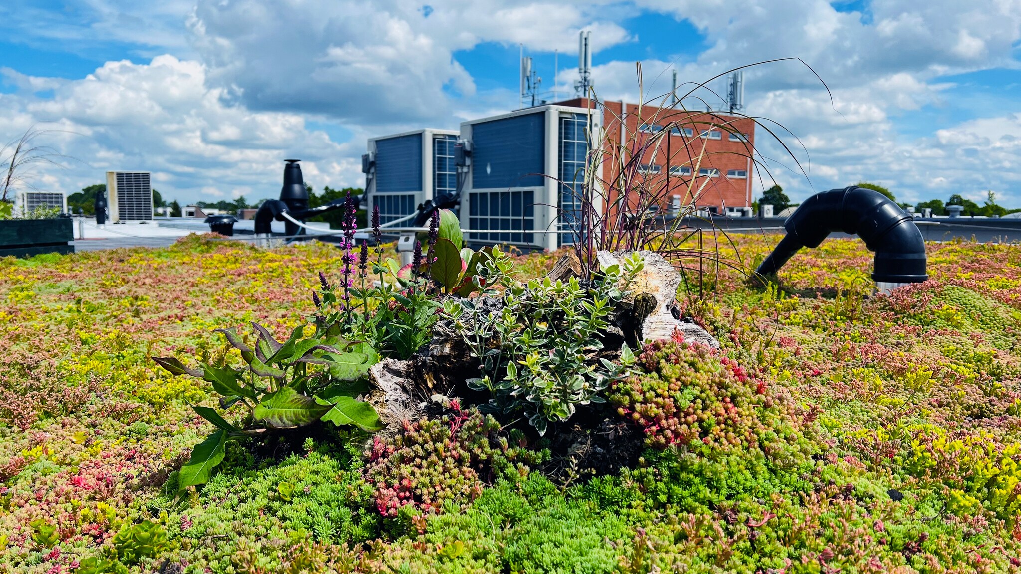 Samen Nederland groen maken. Foto: Groendakcoach