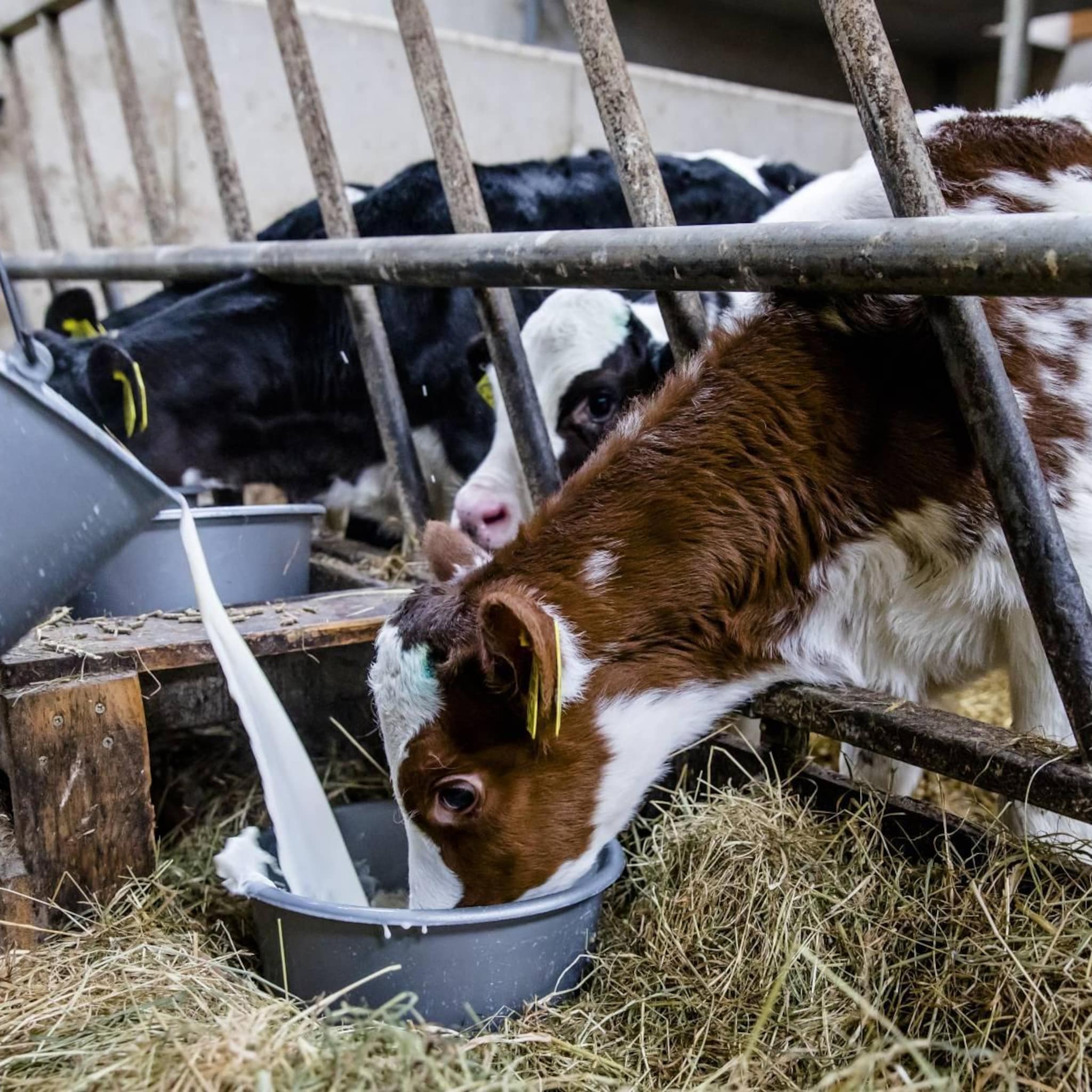 prijzen agrarische producten duitse boeren blijven stijgen