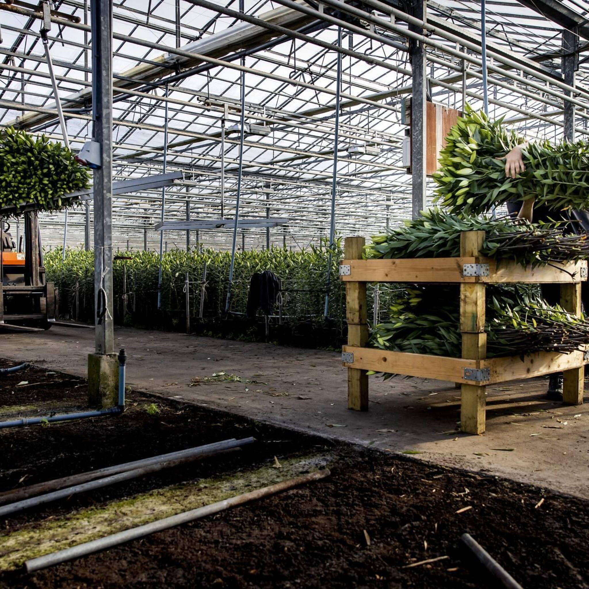 glastuinbouw vreest veel omvallende bedrijven en wil meer steun