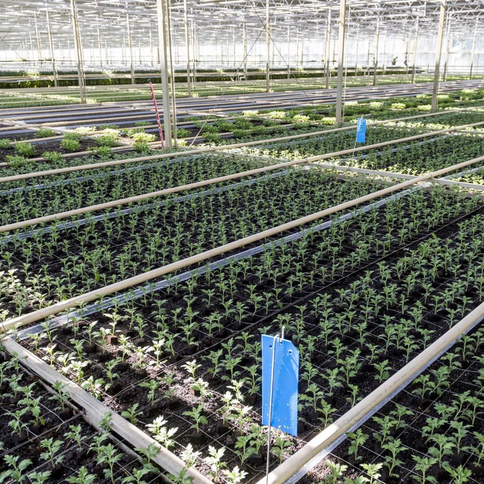 energiecrisis raakt export bloemen en planten