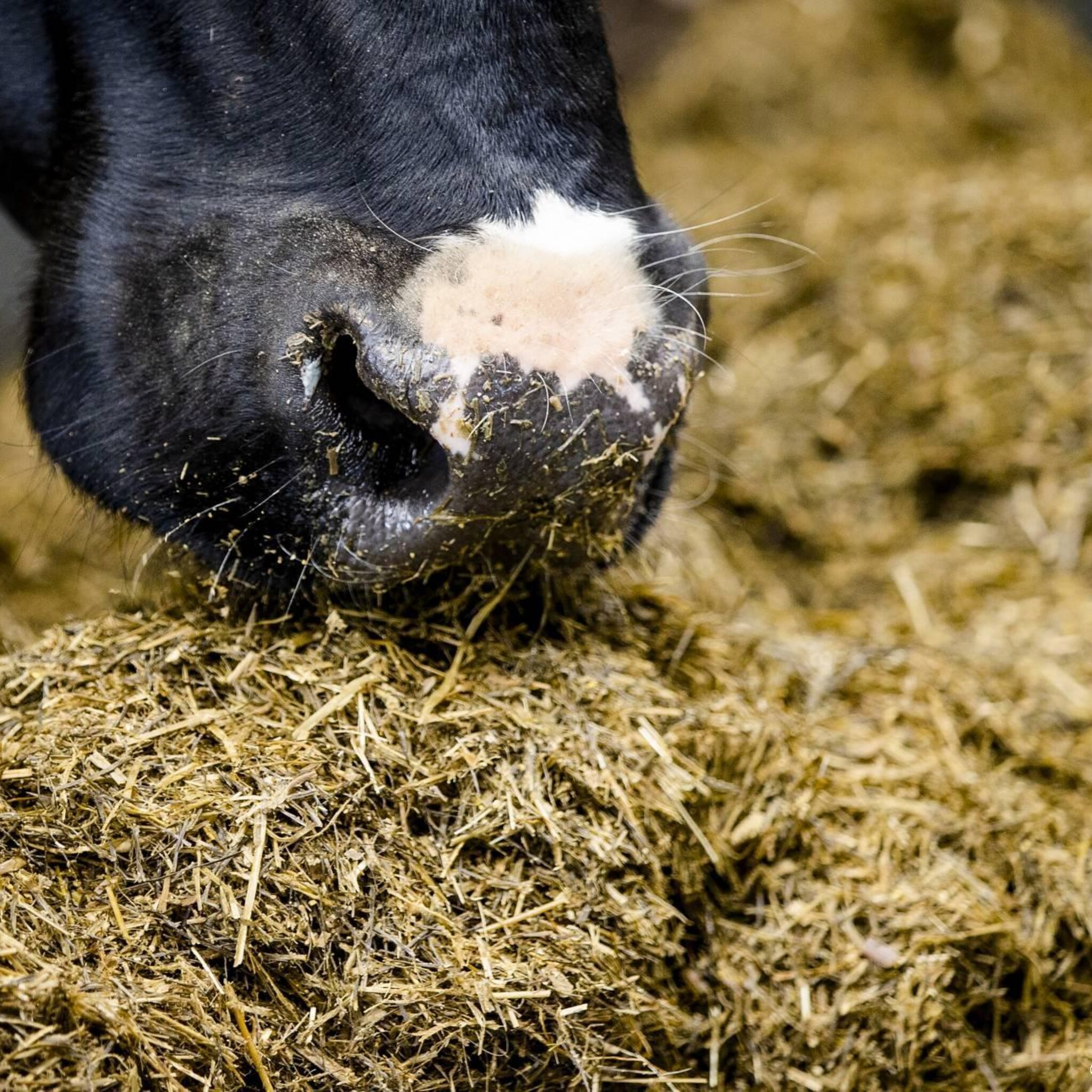cbs landbouwproductie gestegen hoeveelheid stikstof gedaald