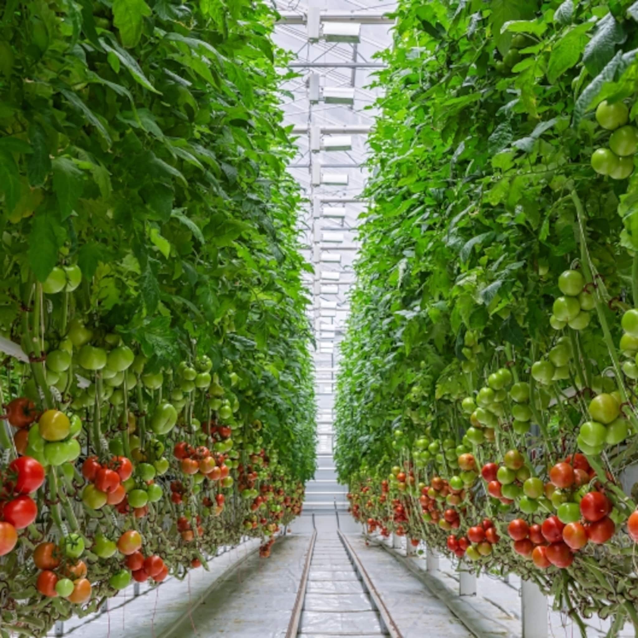 1 op 3 glastuinbouwers kan rekening niet meer betalen minder groenten en fruit beschikbaar