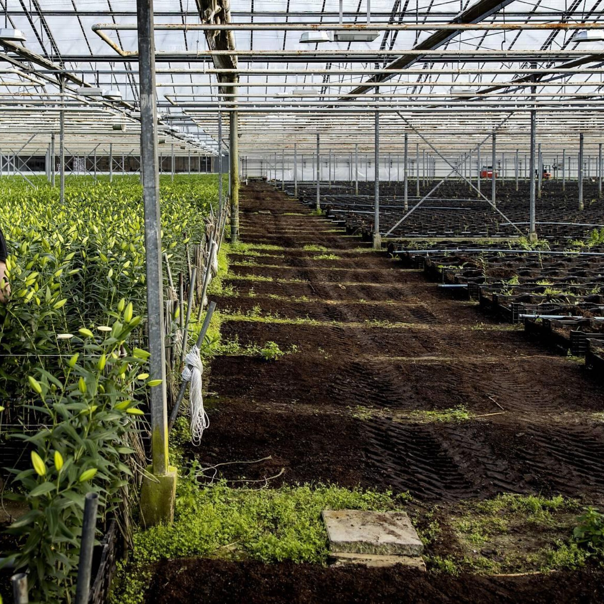 glastuinbouw waarschuwt voor minder nederlandse groenten en fruit