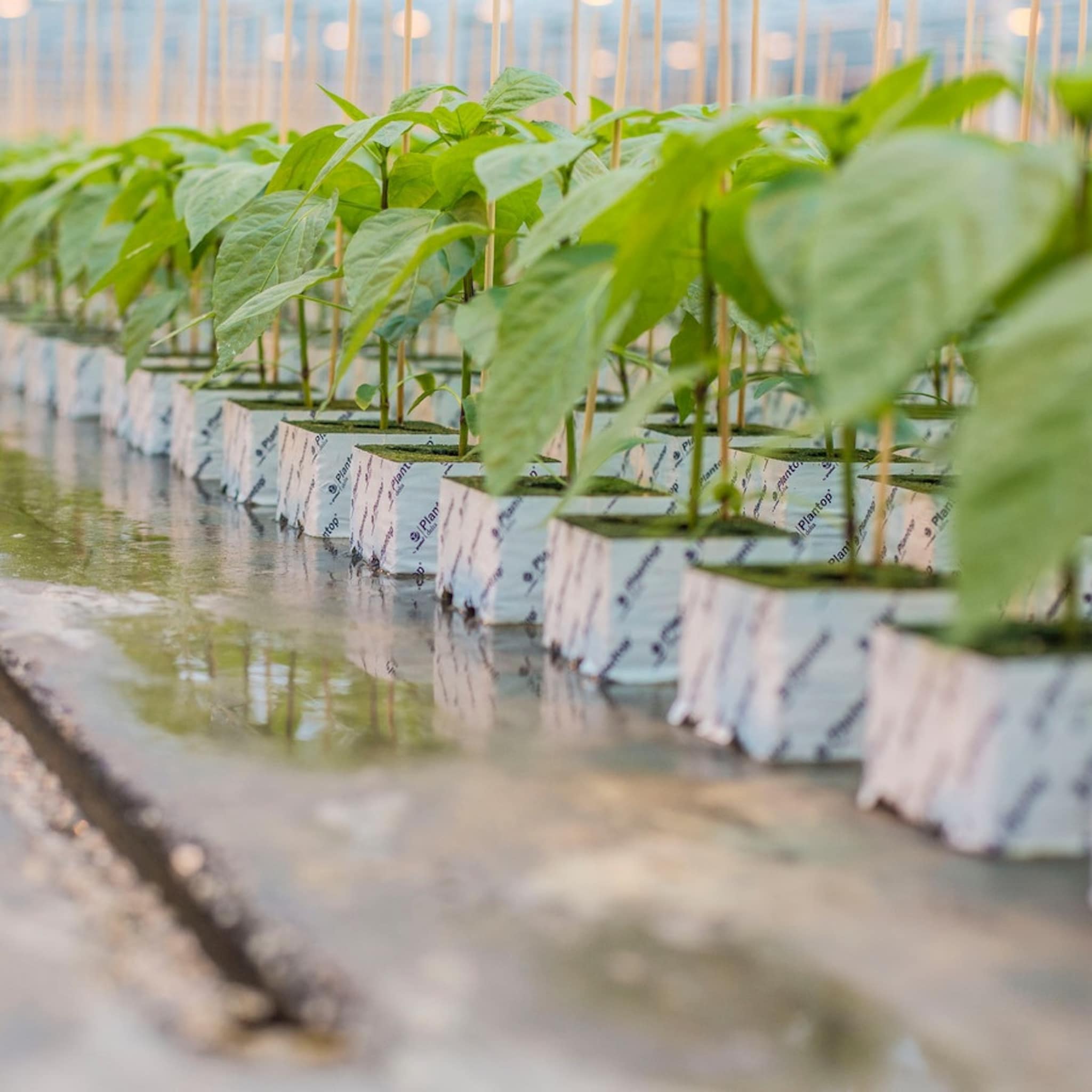 een van grootste plantenkwekers van nederland stopt door kostenstijgingen 400 mensen raken baan kwijt