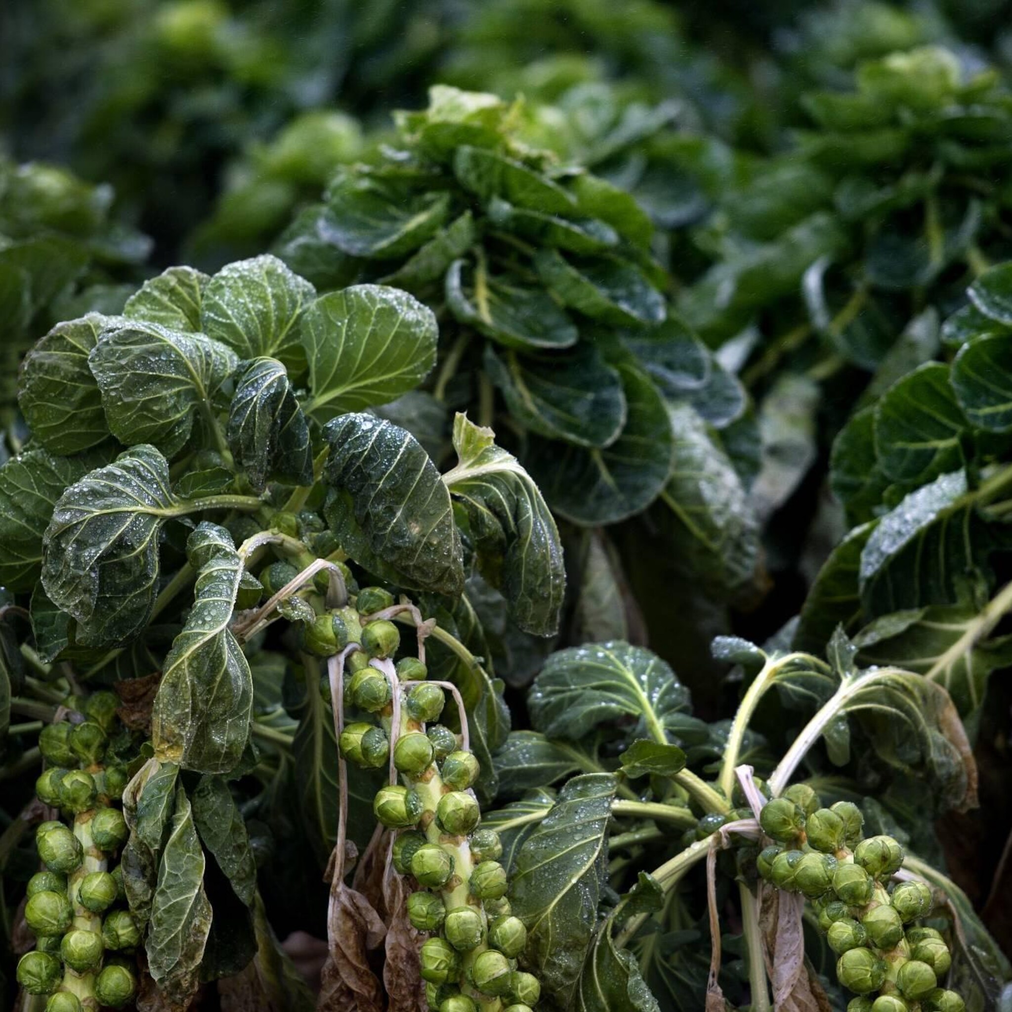 grote kweker groenteplantjes sluit de deuren om dure energie