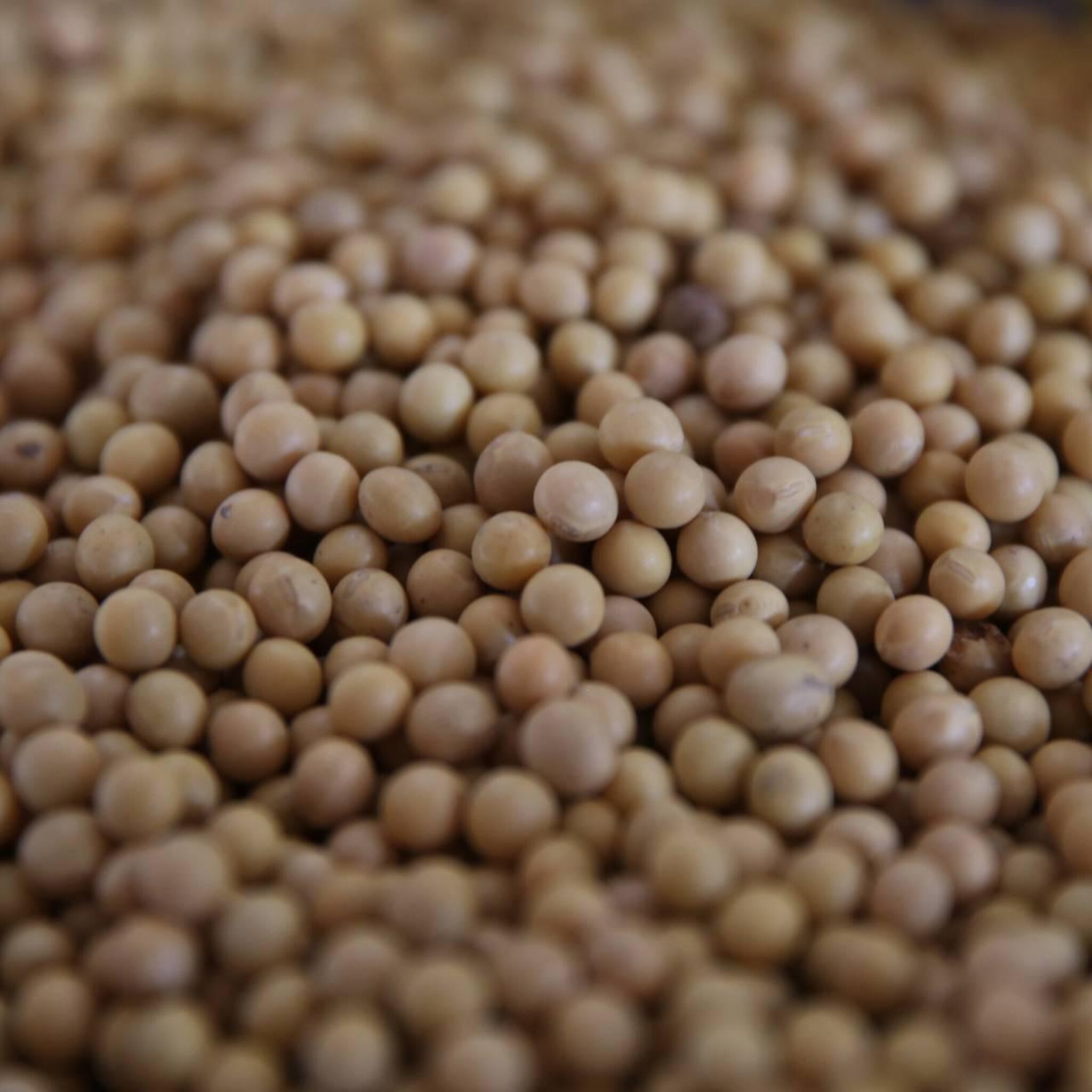 lap grond voor teelt sojabonen verdubbelt in omvang