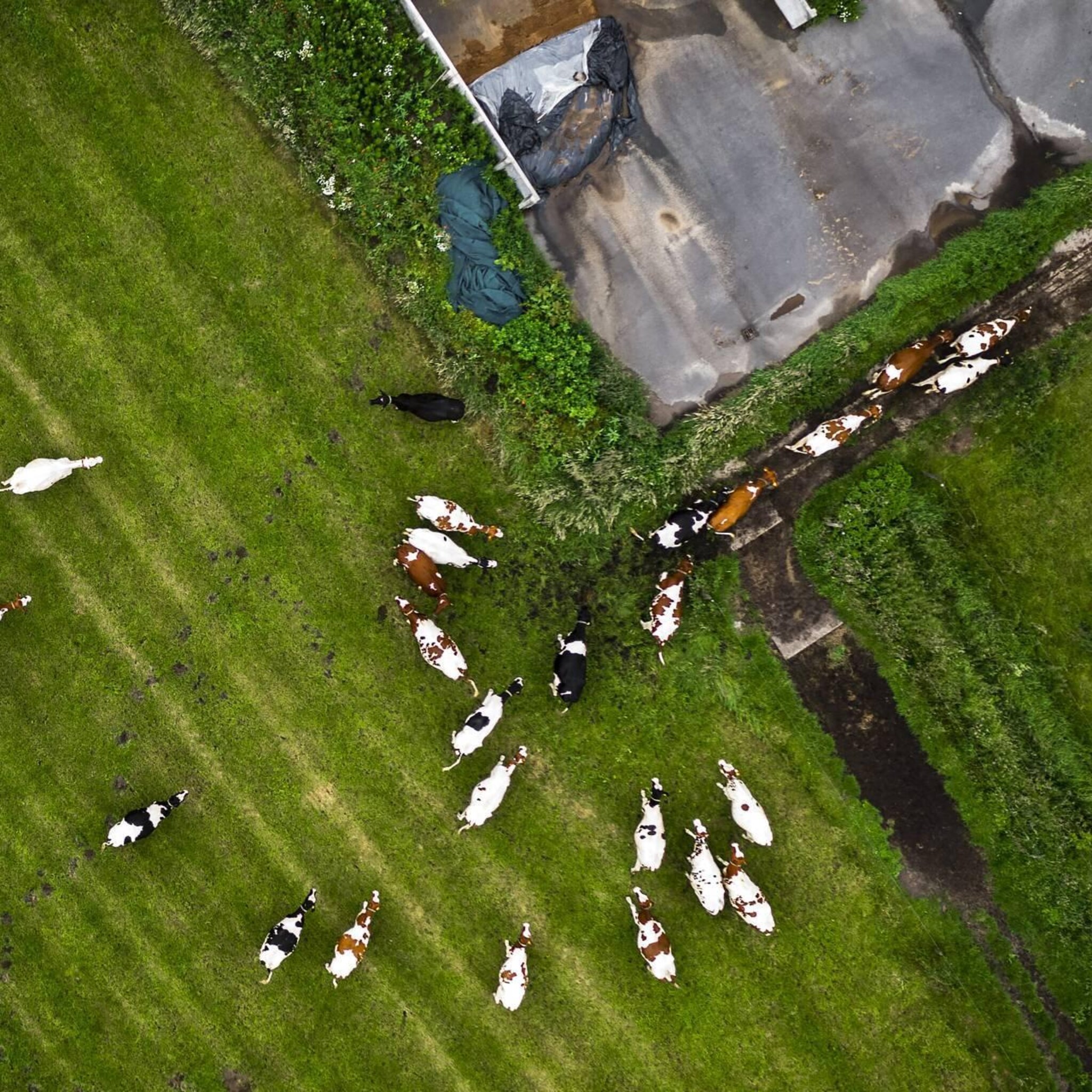 makelaars melkveeboerderijen populair door hoge melkprijs