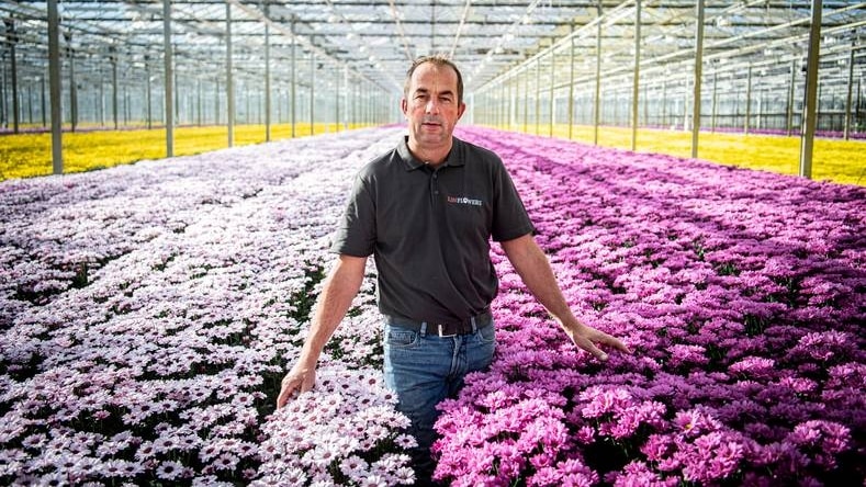 David van Thuijl, chrysantenkweker: Foto: Koen Verheijden