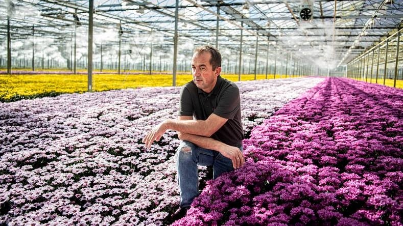David van Thuijl (chrysantenkweker:) ,,De overheid komt nog met helemaal niks, terwijl ze eigenlijk al te laat zijn." Foto: Koen Verheijden