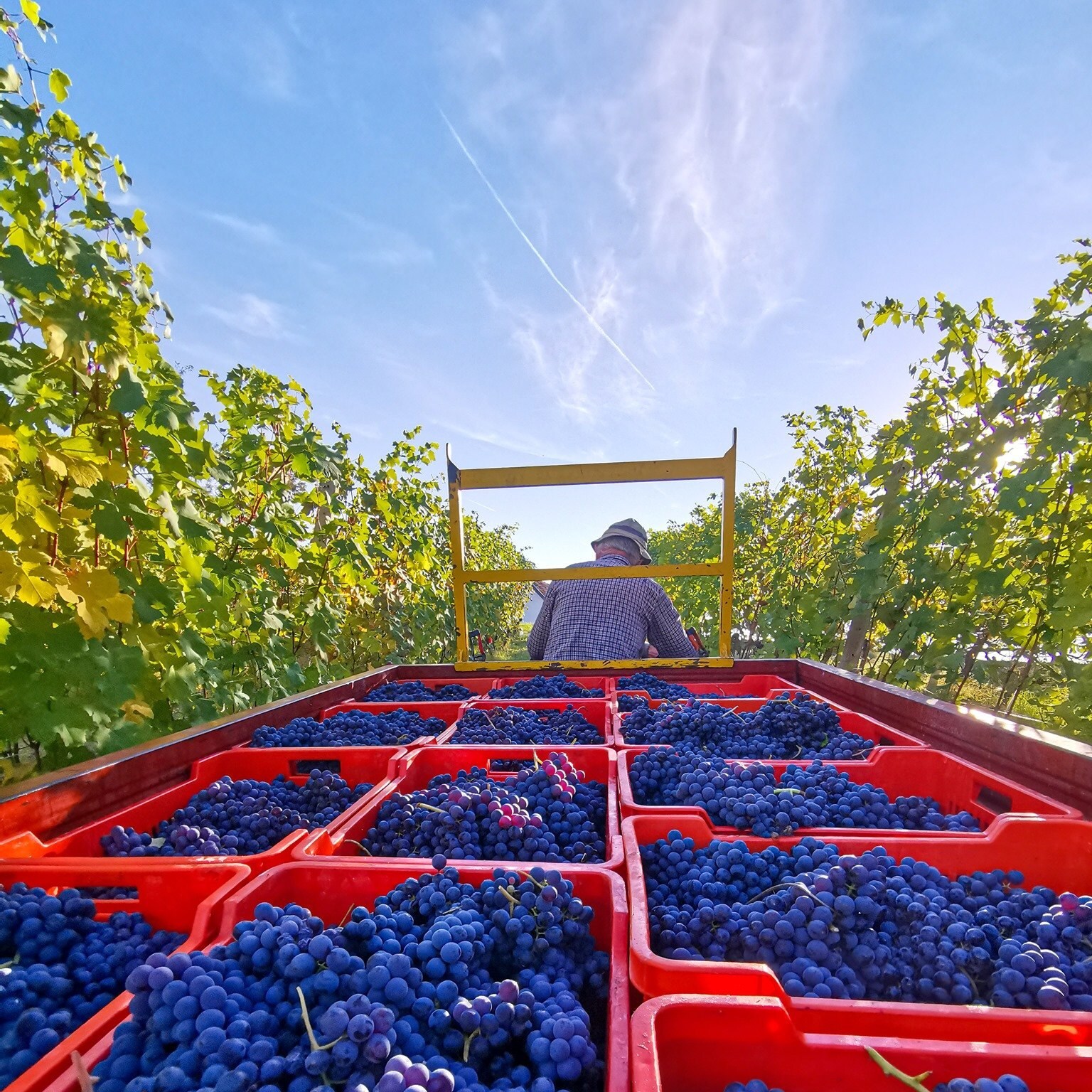 Italiaanse wijnboeren hebben op OnWine hun eigen winkeltje. Foto: OnWine