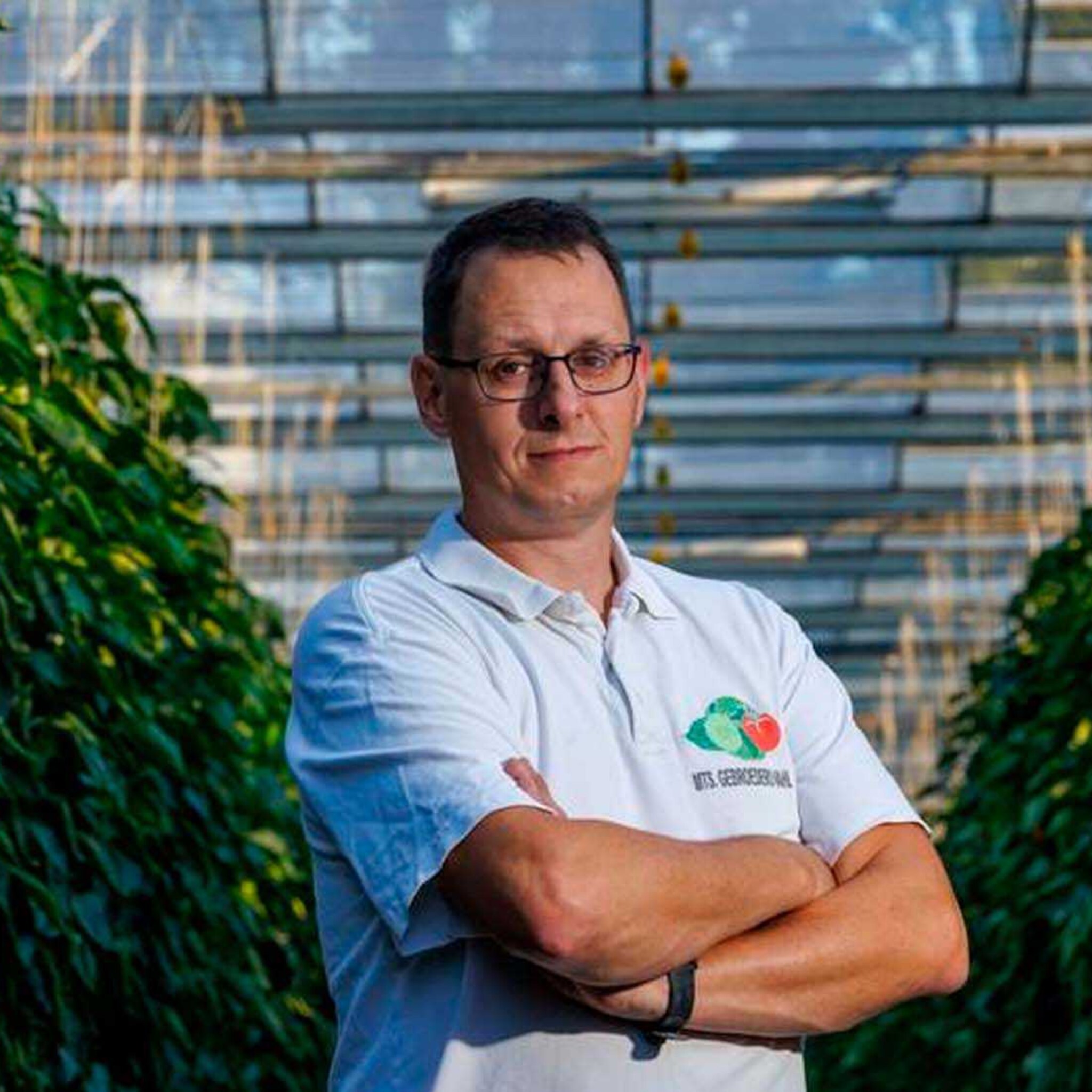 slachting dreigt in glastuinbouw ruim 40 procent moet vrezen voor faillissement door energieprijzen