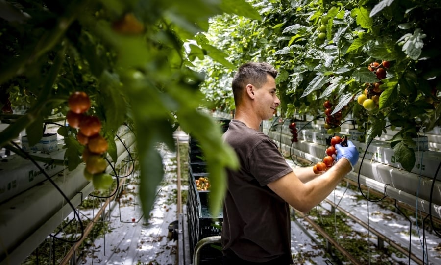 Een medewerker plukt tomaten in een kas. De glastuinbouw heeft te lijden onder de hoge gasprijs, onder meer als gevolg van de oorlog in Oekraïne. Foto: ANP