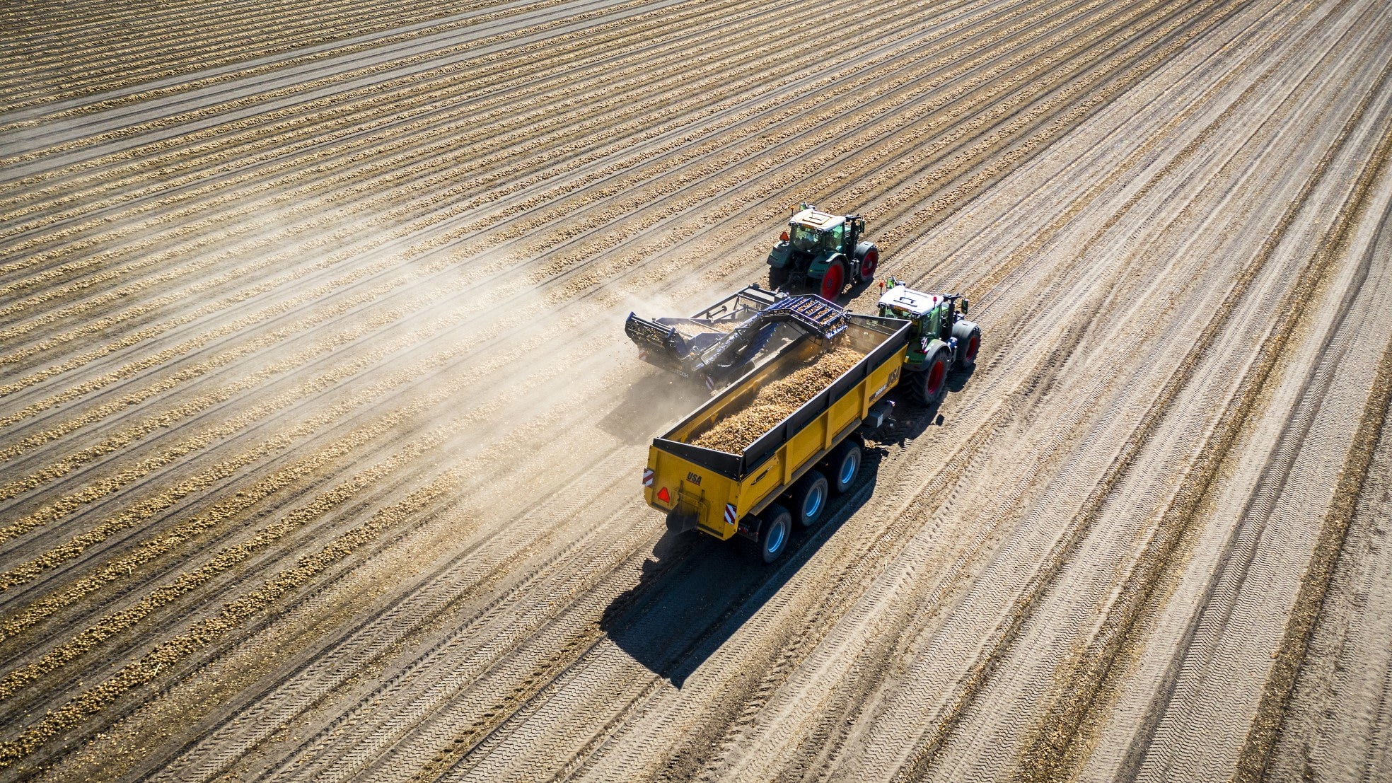 Een boer rooit met een traktor aardappels op een gortdroge akker in het Noord-Limburgse Venray. Foto: Rob Engelaar