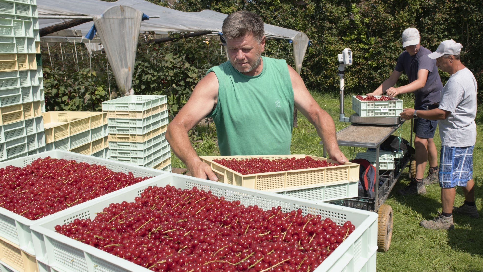 Ook voor deze plukkers van rode bessen in de Betuwe is het deze dagen afzien onder de tropische zon. Foto: William Hoogteyling