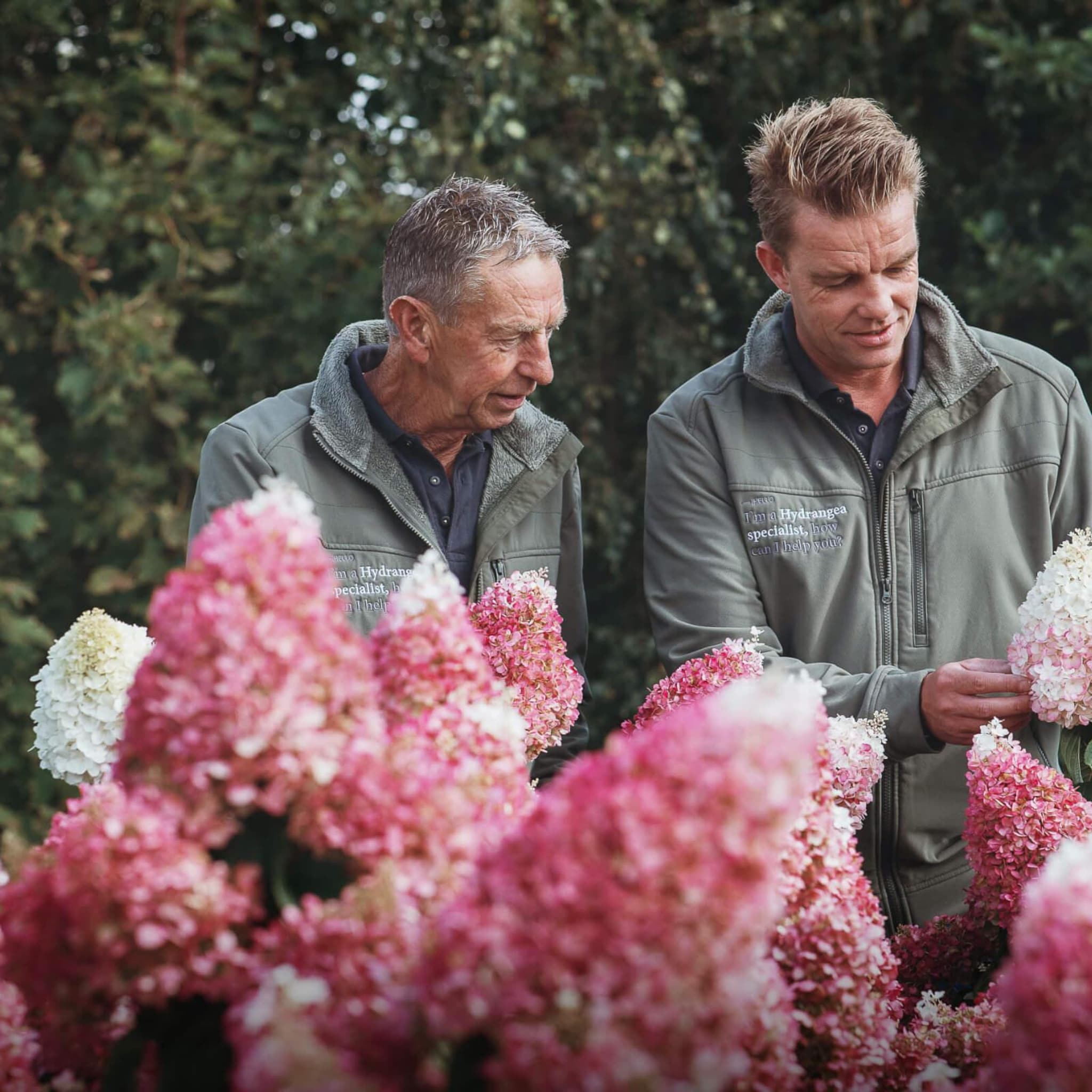 hortensiakweker alex schoemaker zag die kans 1 8 miljoen hortensia s per jaar