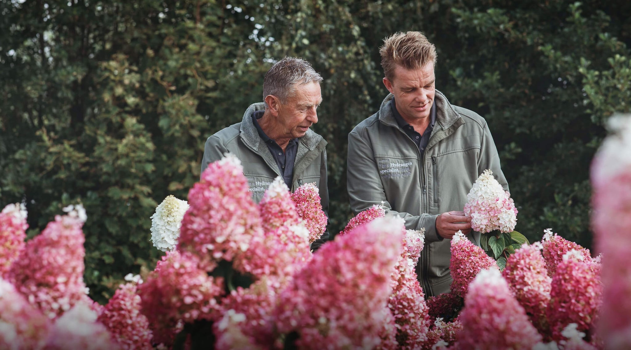 Alex Schoemaker (r) richtte hortensiakwekerij Living Creations op. Naast hem staat Jacques Schoemaker, die inmiddels met pensioen is. Foto: Living Creations
