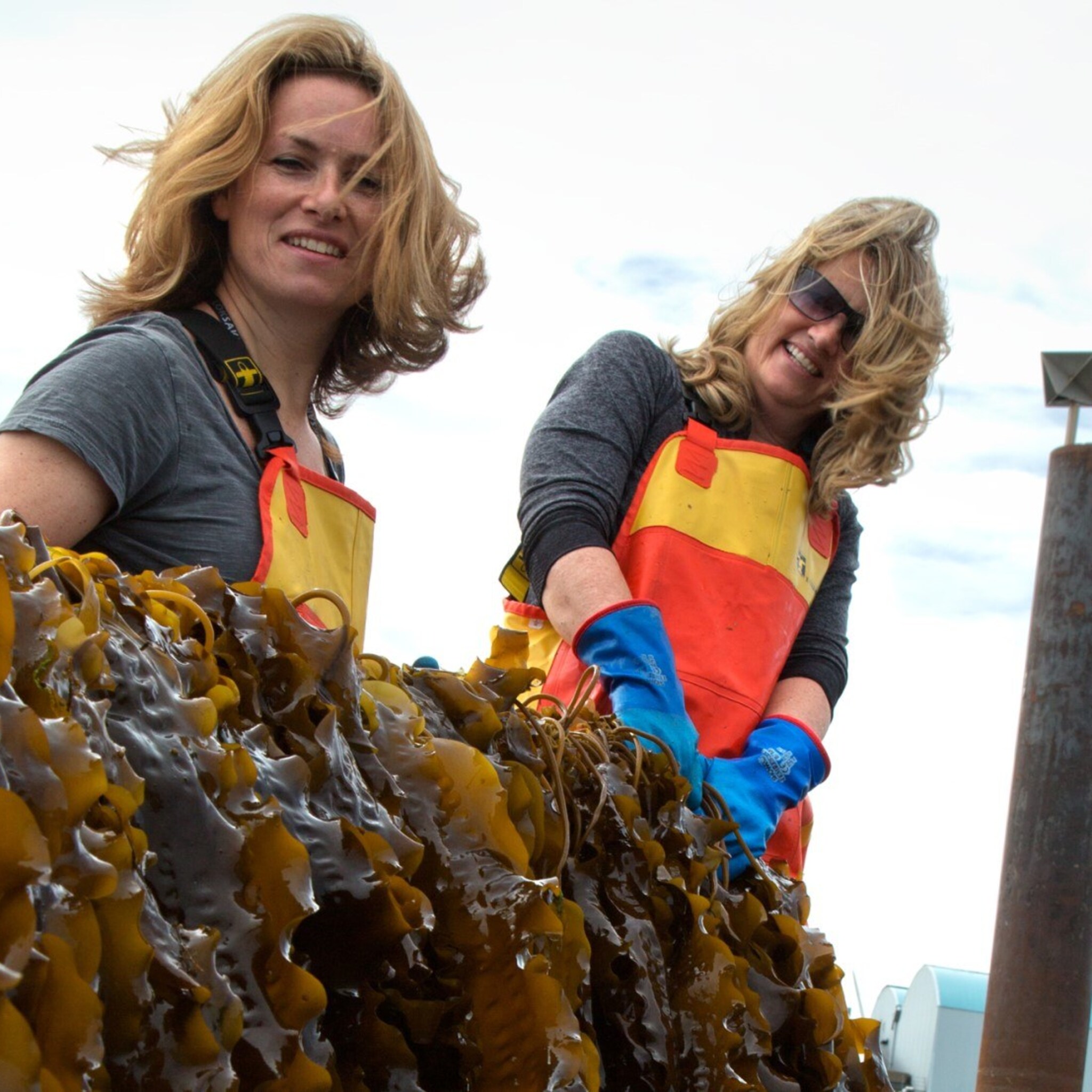 zeewierboerderij zeewaar in handen van the seaweed company