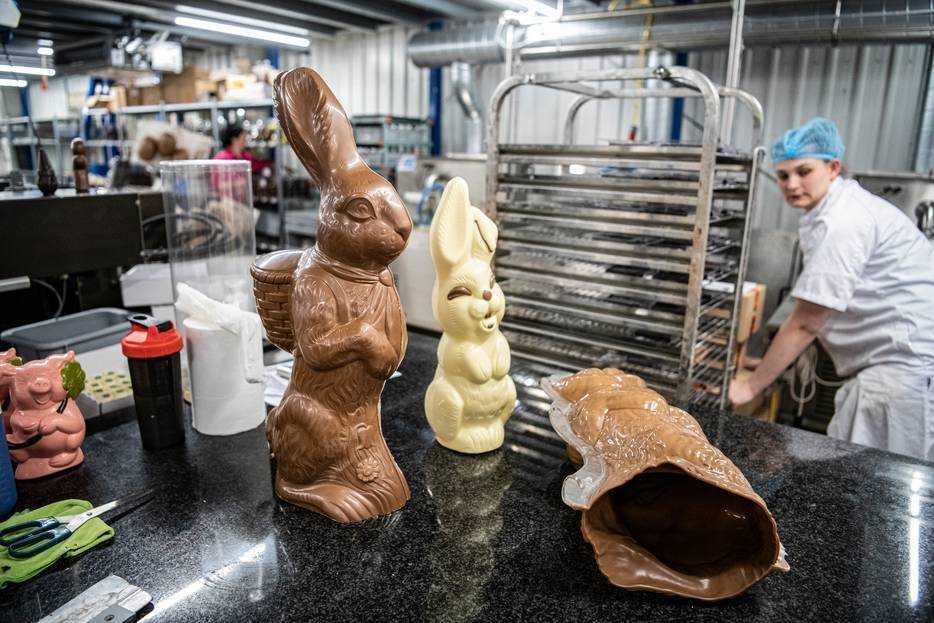 Paashazen in chocoladefabriek Albèrt. Foto: Koen Verheijden/BD.