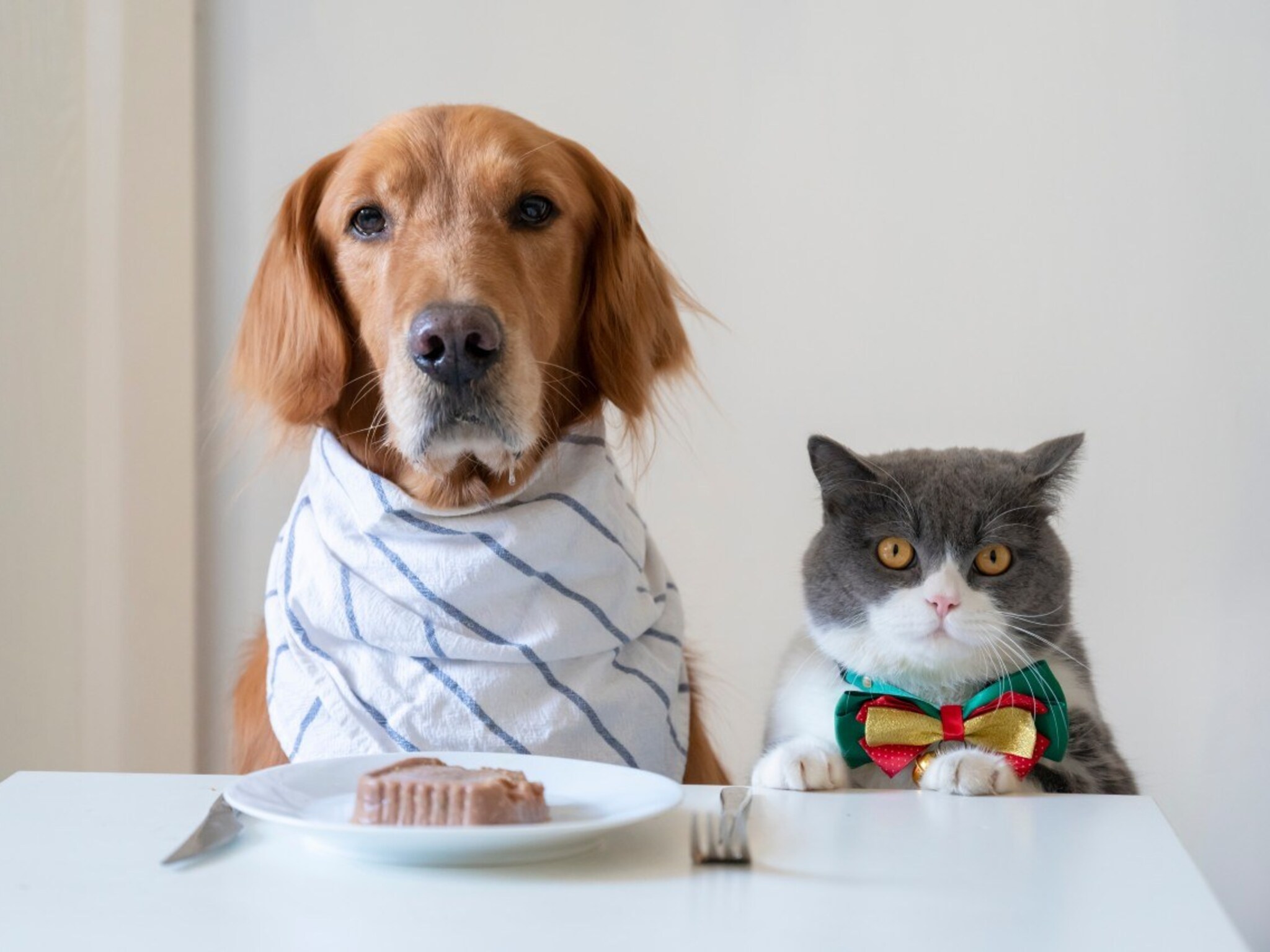 dierenvoeding als experience met storytelling wat zegt u