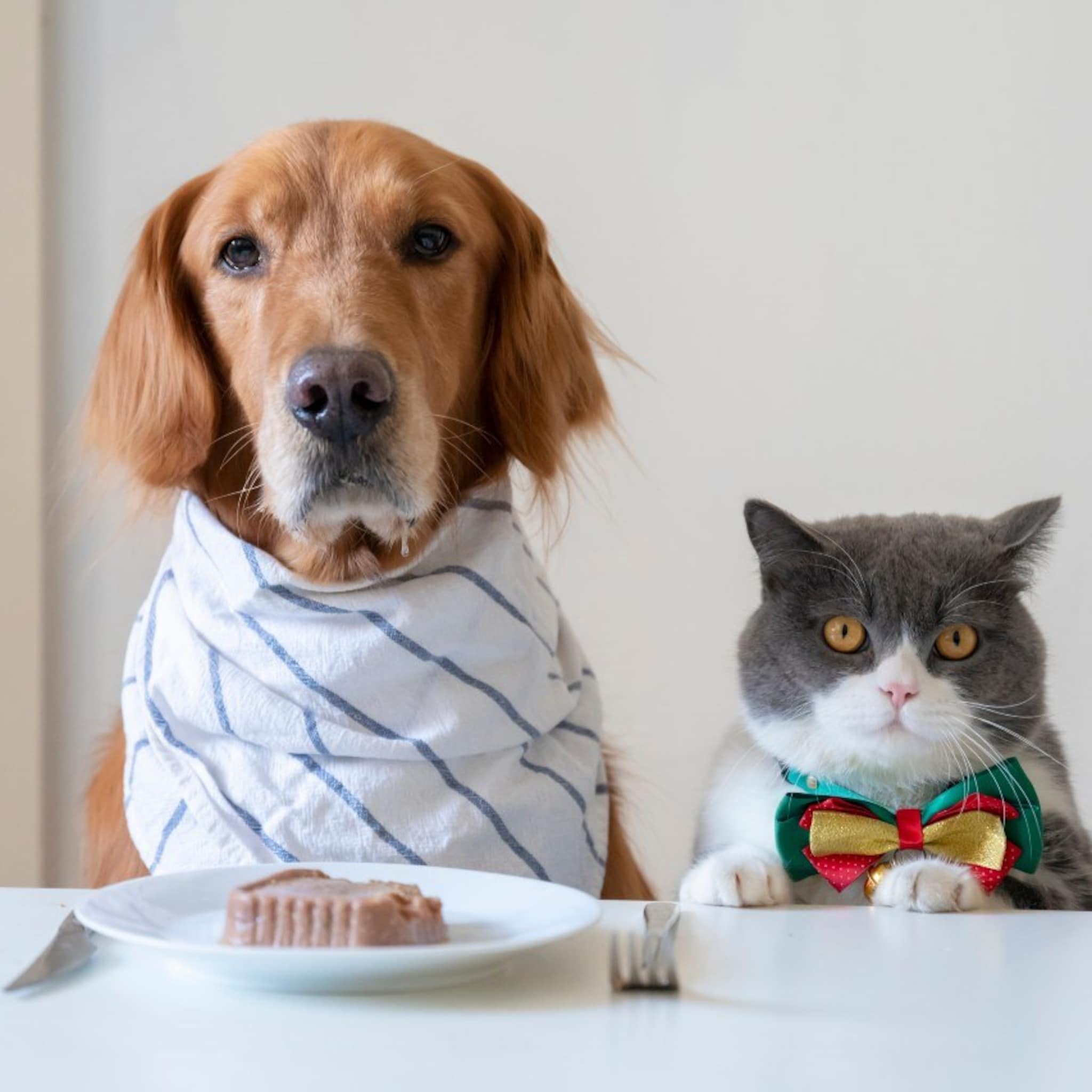 dierenvoeding als experience met storytelling wat zegt u
