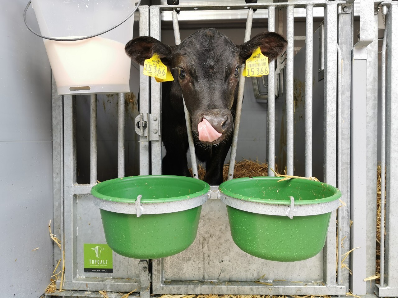Schrijver Stalinrichting richt zich met het eigen merk Topcalf op kalverhuisvesting.