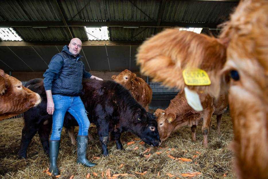 Leon Moonen tussen de Limousin-koeien op de boerderij in Sint-Oedenrode. Foto: AD-Juan Vrijdag / DCI Media.