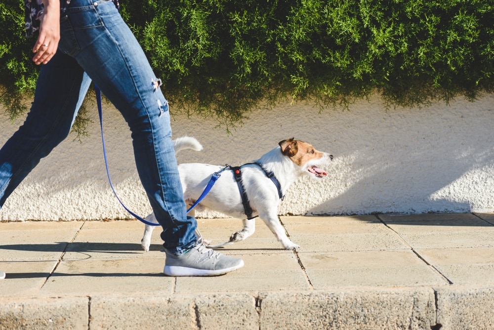 Na twee jaar thuiswerken behoort het uitlaten van de hond tot een van de verworven rechten. Foto: Shutterstock