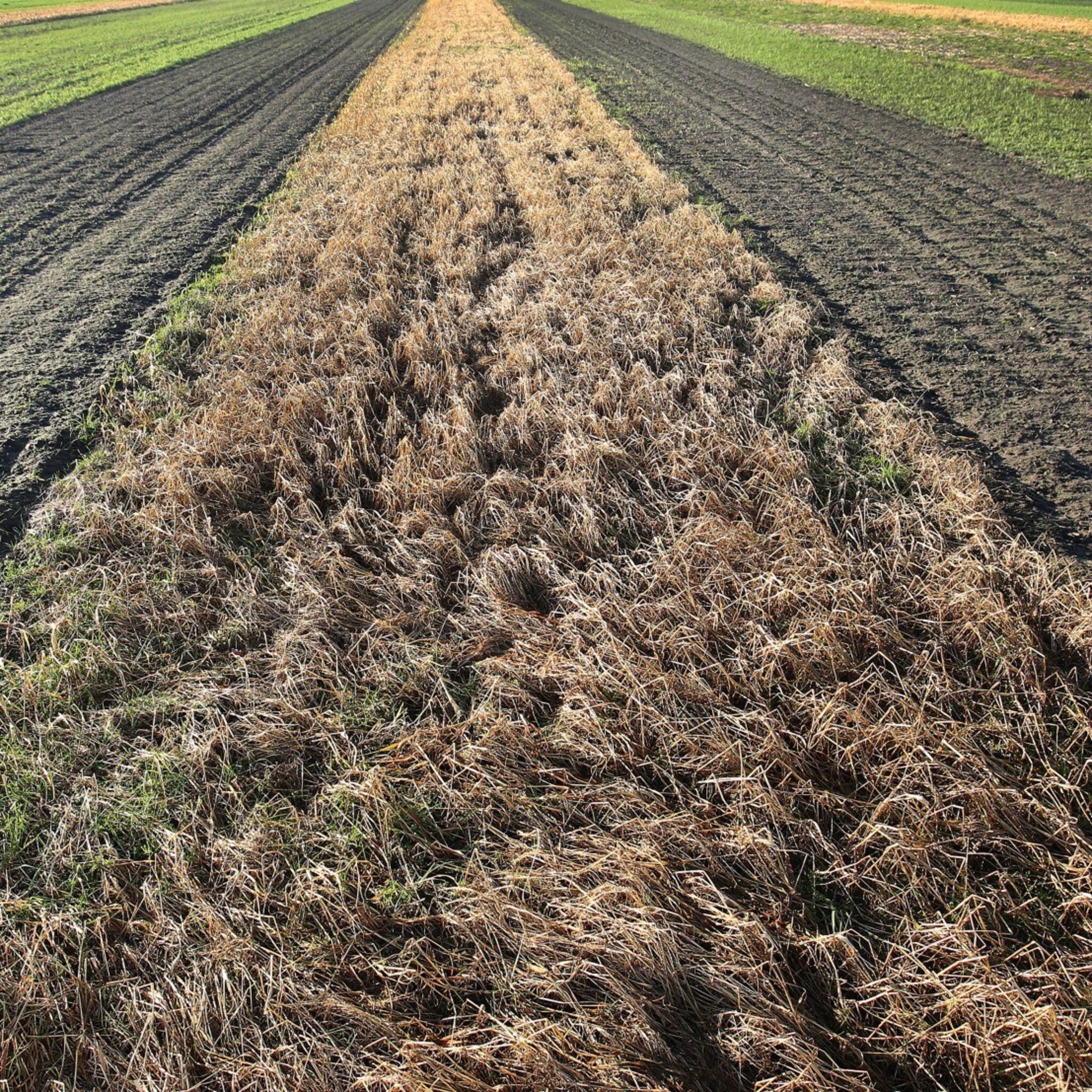 duurzame teler van dorst wil het anders gaan doen