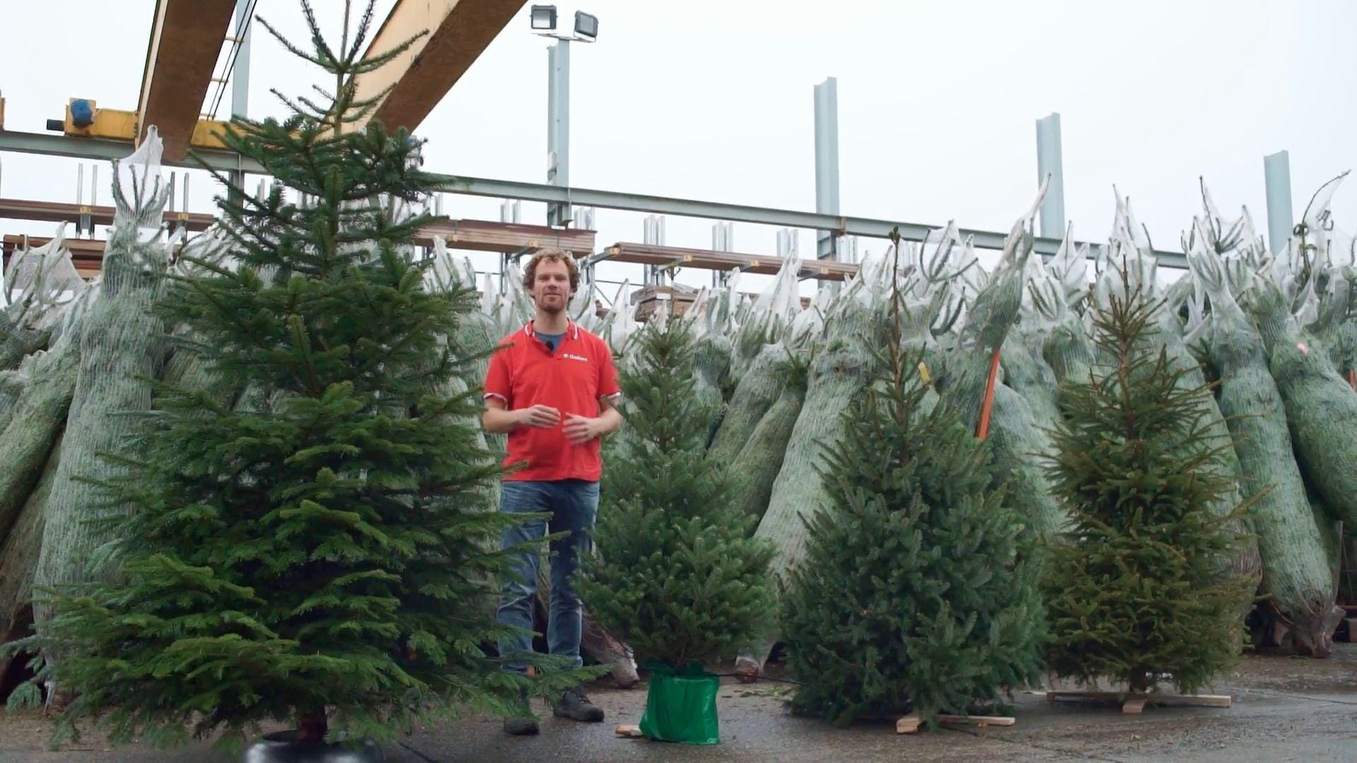 Groningse kersboomverkoper Henk Jan Bijmolt, eigenaar van houthandel Gadero. Foto: Gadero