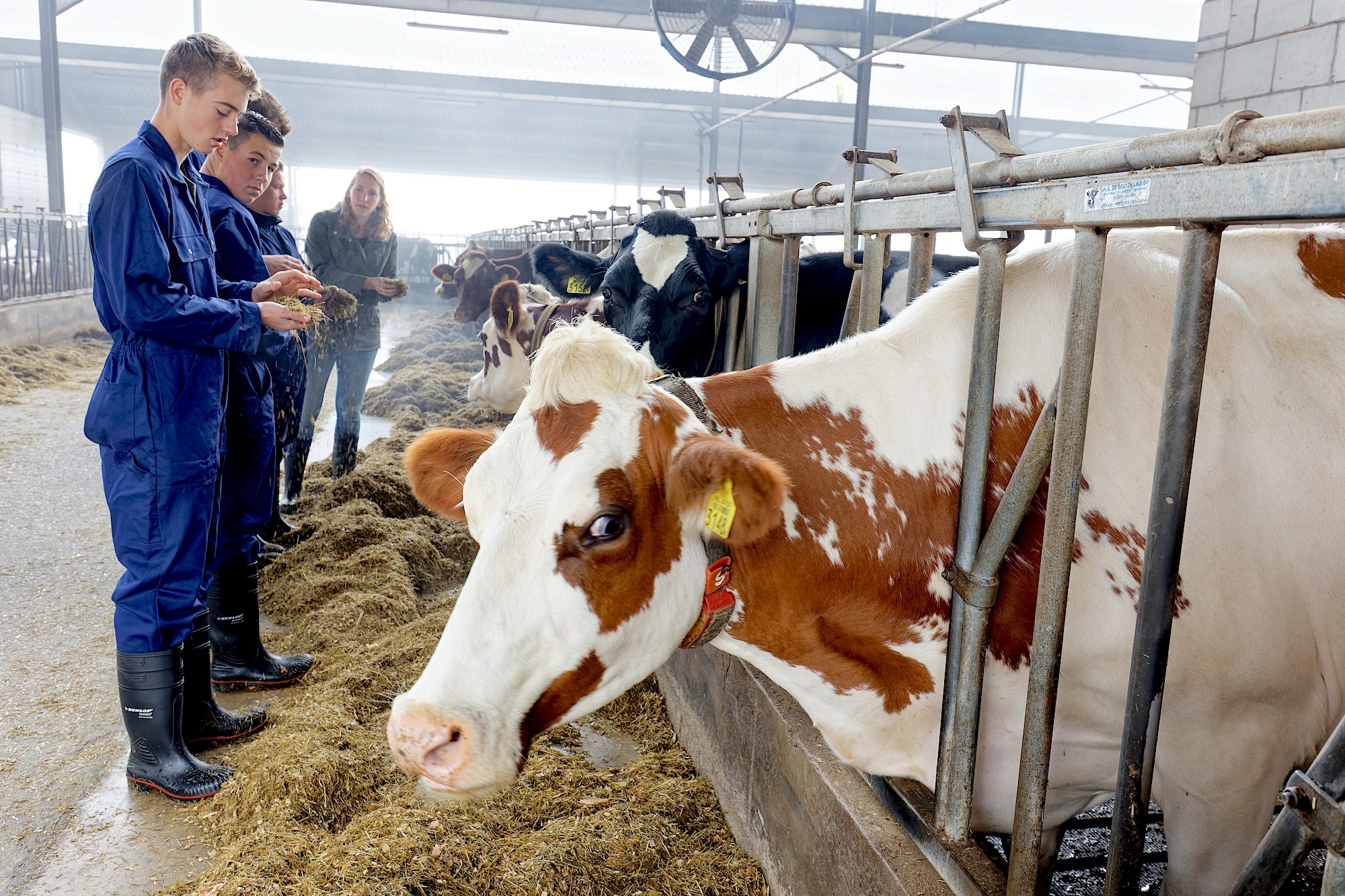 Leerlingen van de Helicon-opleiding, die tegenwoordig Yuverta heet, in de stal. Foto: Jan Zandee