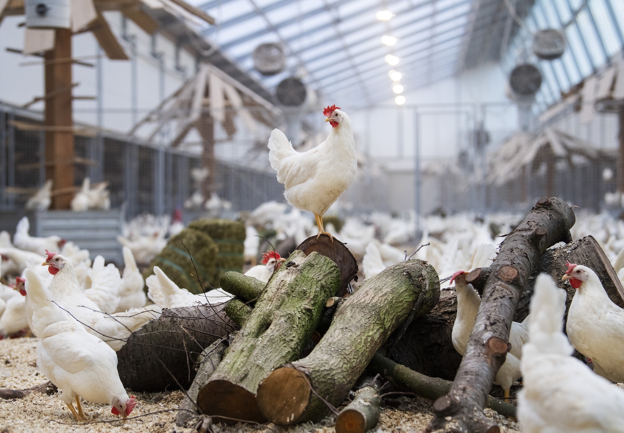 Kipster gaat vier boerderijen bouwen in de Verenigde Staten. Foto: ANP
