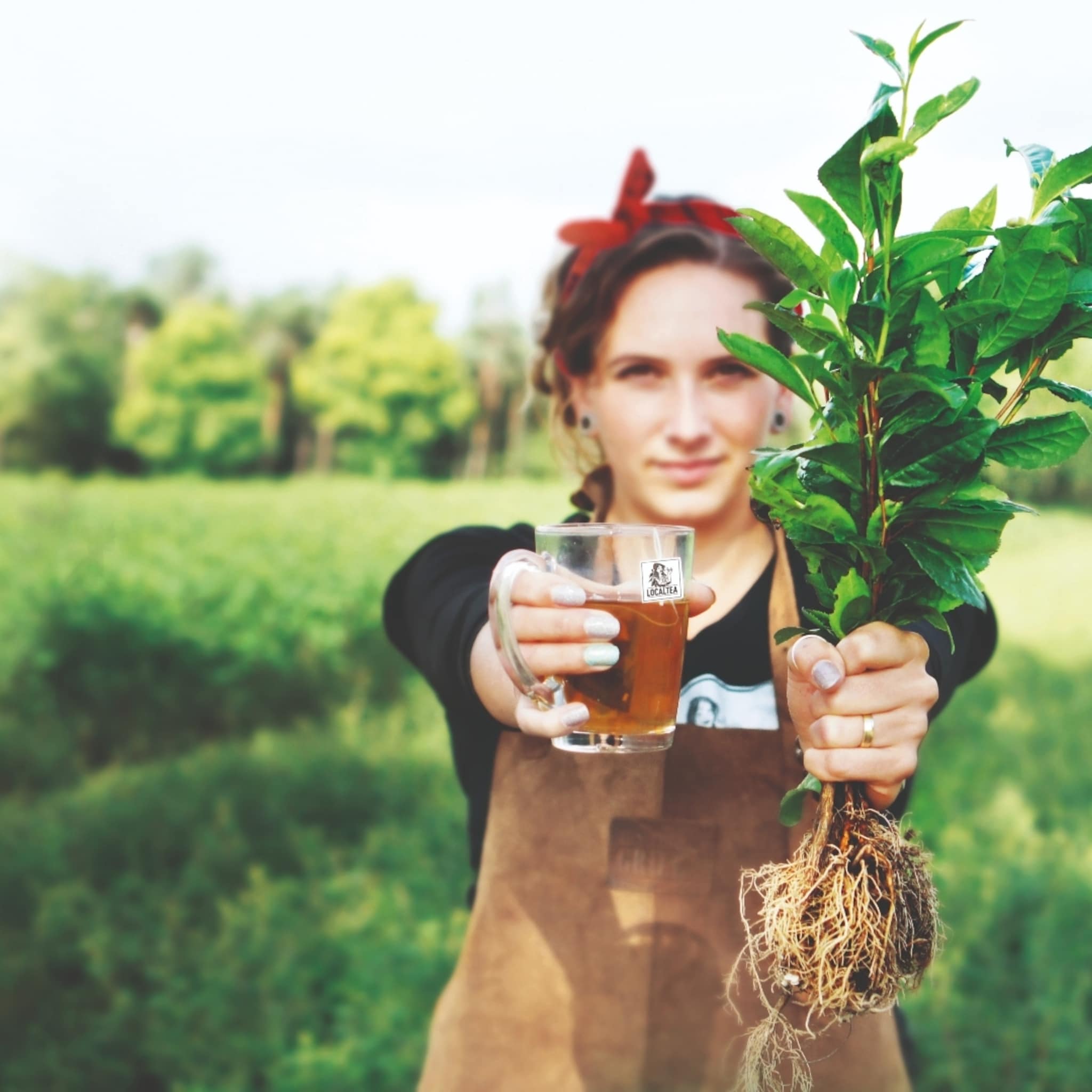 theemakers localtea steken zonder dragons den investering belgische grens over