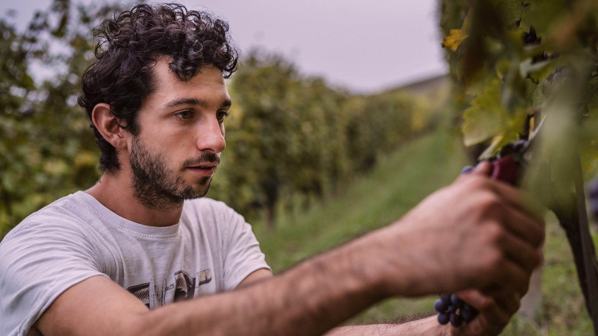 Een wijnboer aan het werk in de wijngaard van de Italiaanse familie Abrigo. Foto: Abrigo