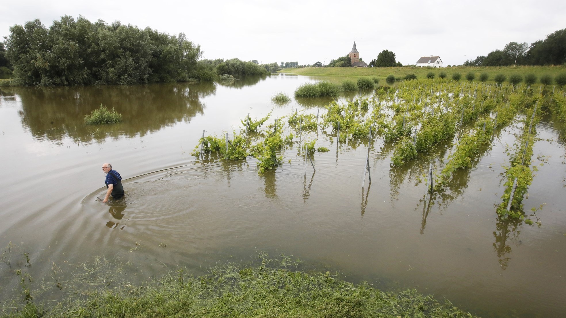 Ook in het Gelderse Dodewaard zien wijnboeren hun druiven kopje onder gaan. Foto: VidiPhoto