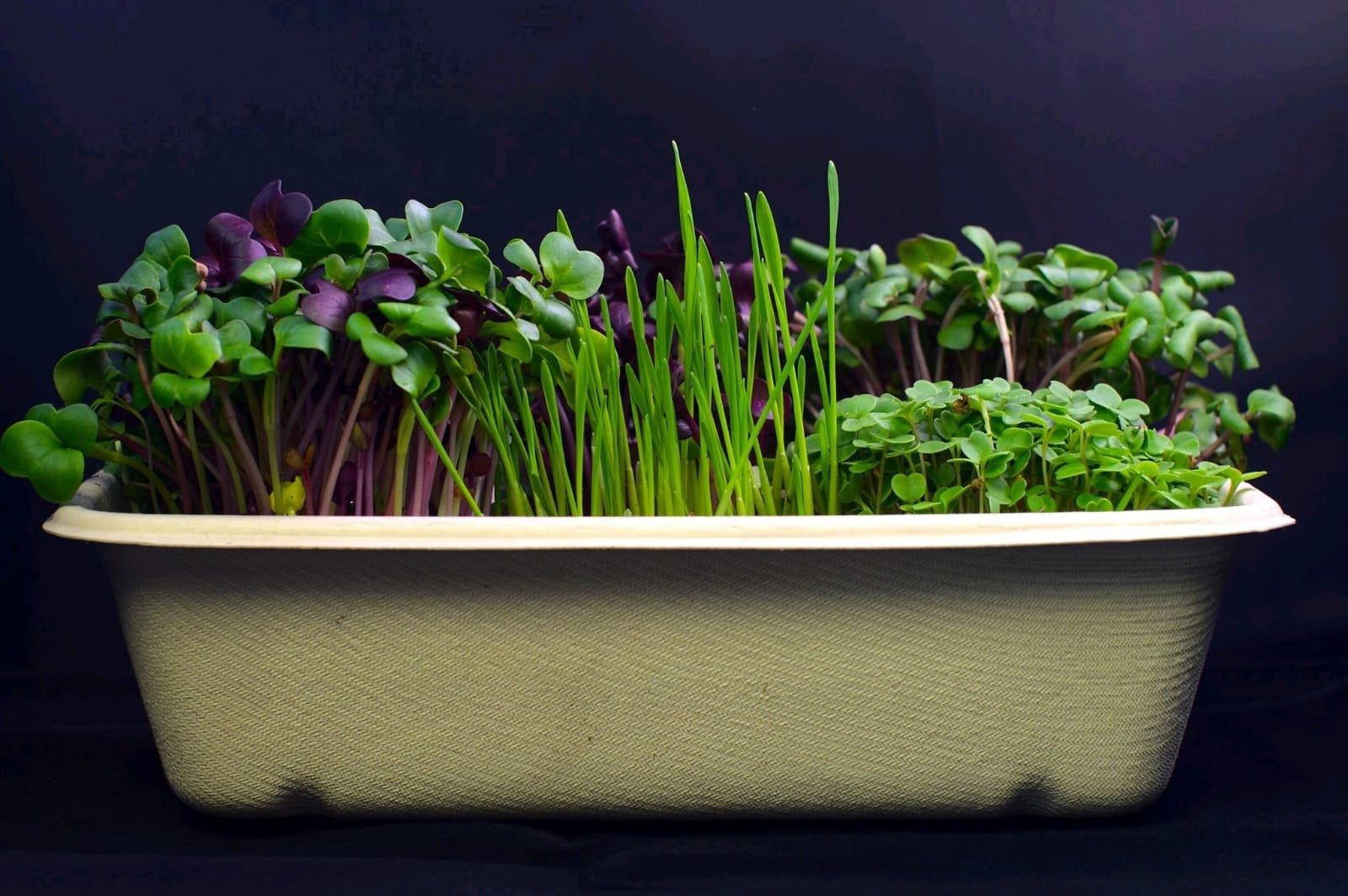 Van links naar rechts: mixed daikon (‘unicorn mix’), tarwegras, rucola en daarachter koolrabi. Foto: Patrick Asmawidjaja