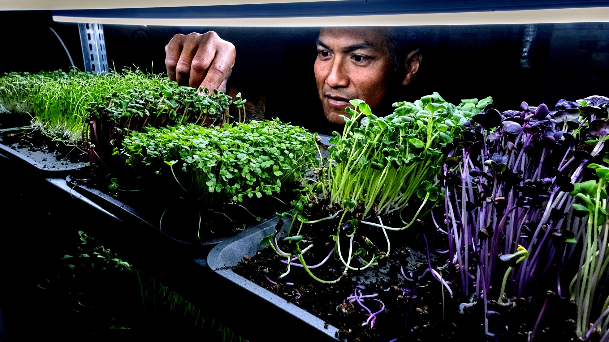 Patrick Asmawidjaja van Kwekersgilde is druk bezig met zijn gekweekte microgroenten. Foto: Victor van Breukelen