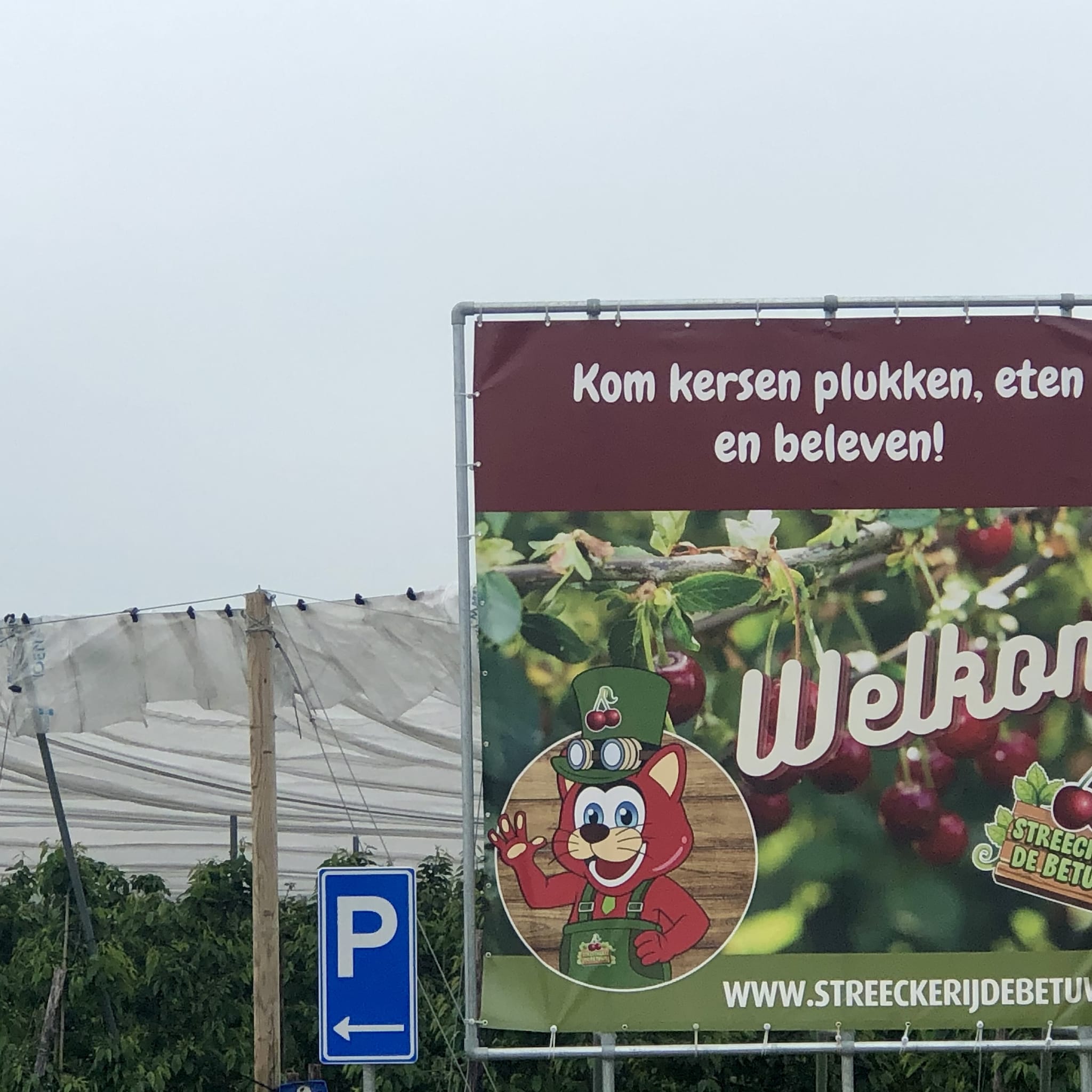hoe innovatieve kersenboer aart met zelfpluk van een probleem een succes maakt