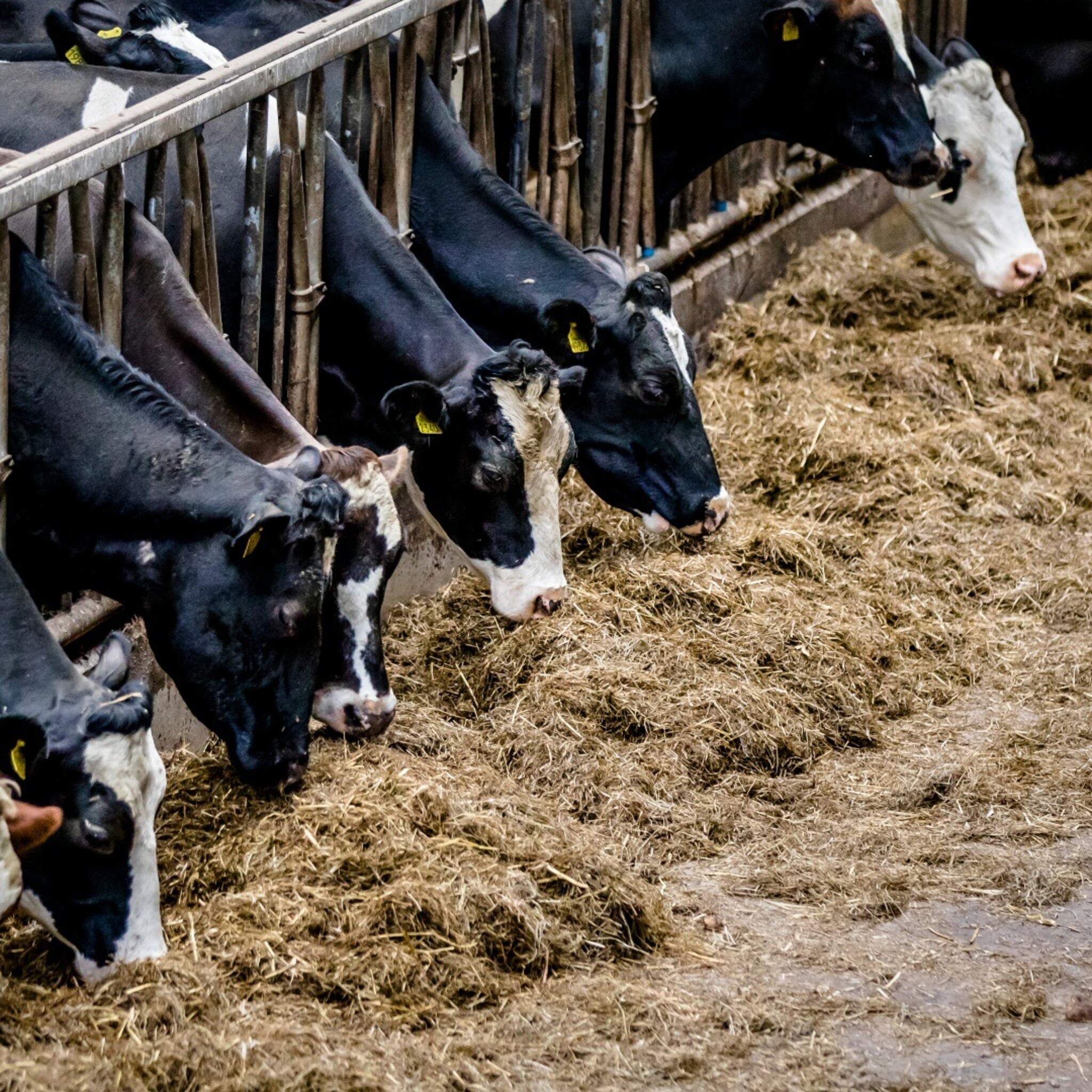 dit plan moet voor een snelle oplossing van het stikstofprobleem gaan zorgen