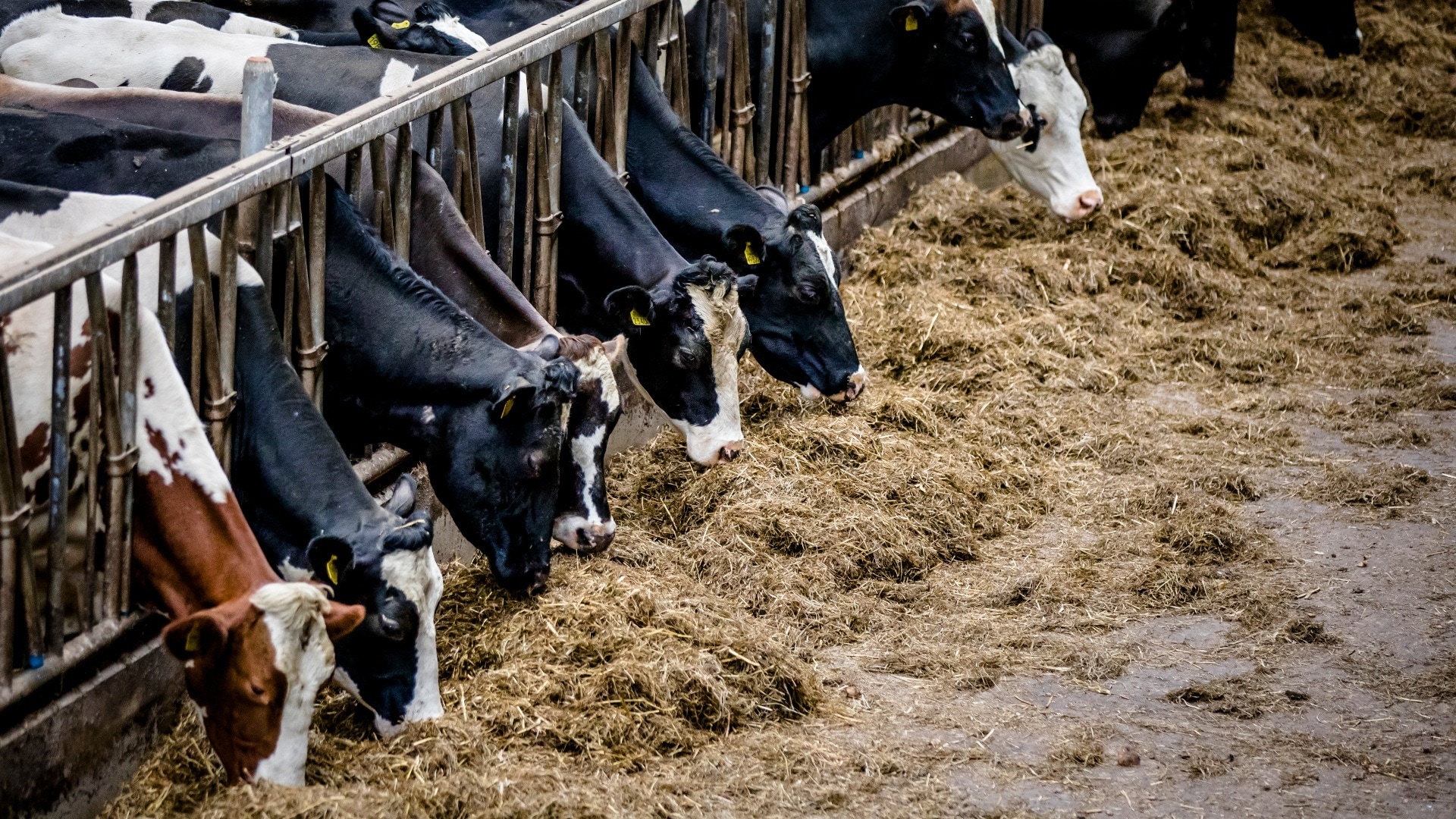 In het nieuwe plan gaat het onder meer over subsidies voor boeren die willen innoveren, bijvoorbeeld door hun stal te vernieuwen, zodat mest en urine van hun vee sneller van elkaar worden gescheiden. Foto: ANP