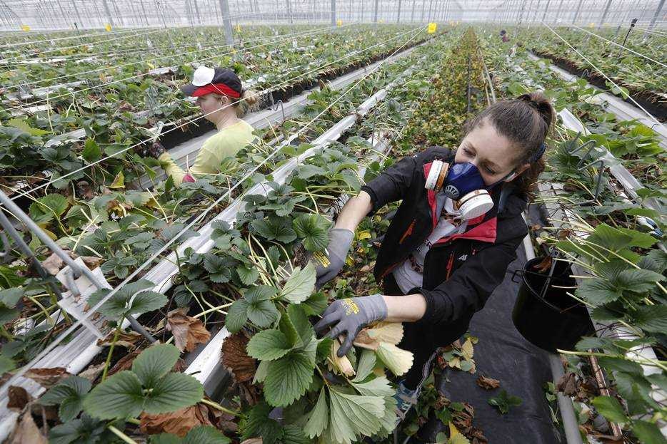 Ook in de kassen wordt steeds meer gewerkt met Oost-Europese zzp-ondernem’ers. Foto: VidiPhoto