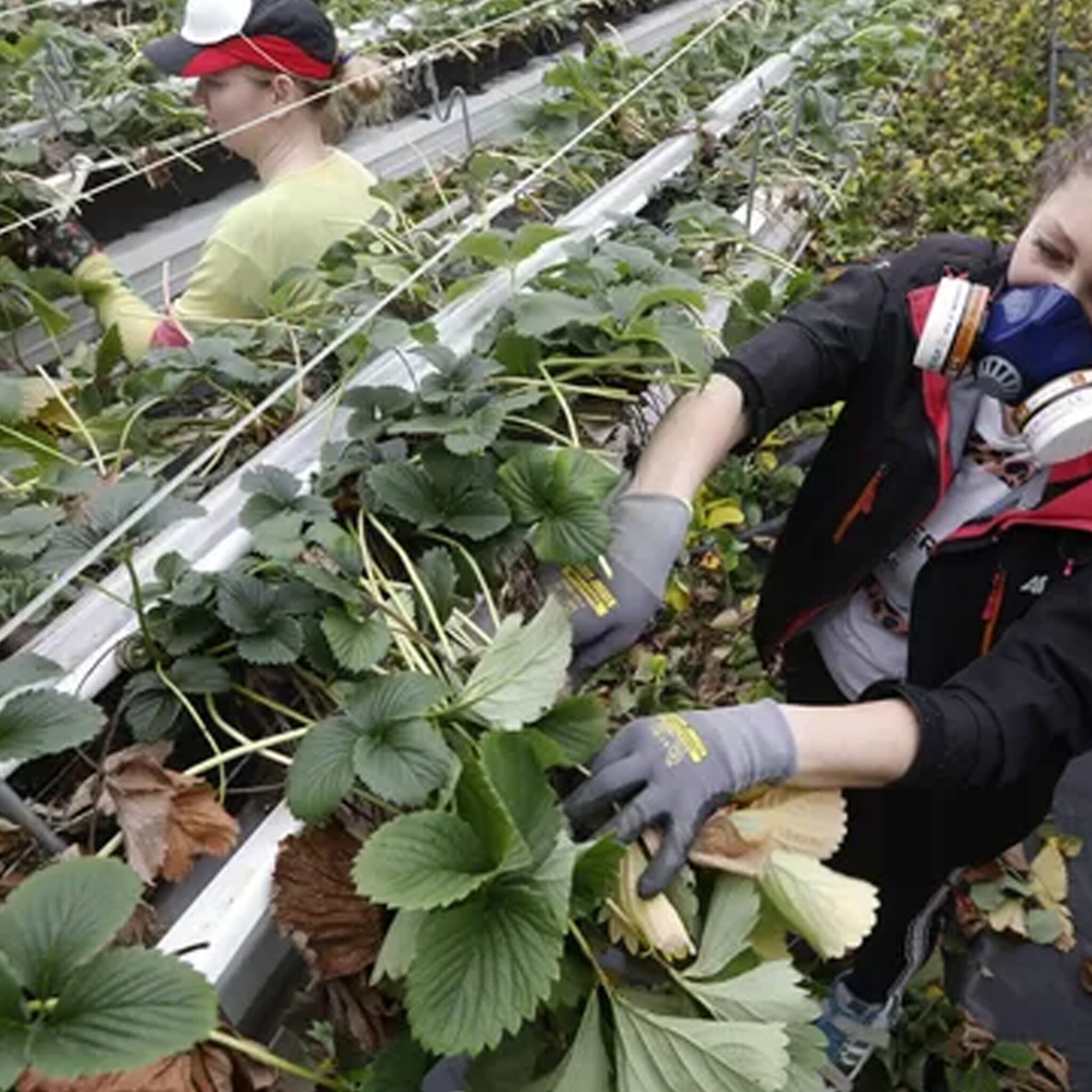 glastuinbouw nederland vraagt aan tuinders zou je bij jezelf willen werken