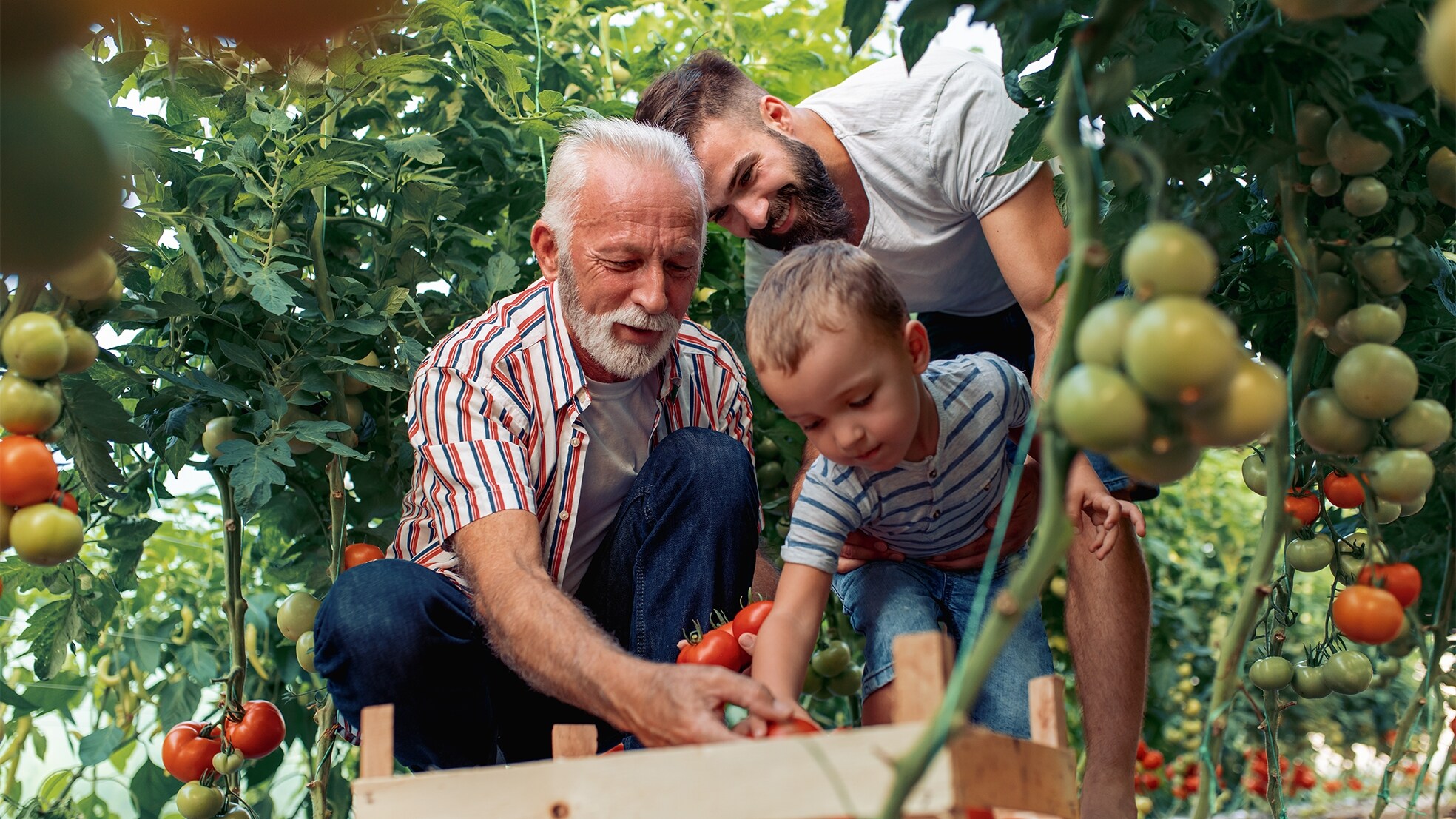 Bijna 80 procent van de ondernemingen is volgens KPMG van plan om in de komende tien jaar de aandelen of een deel daarvan over te dragen aan de volgende generatie. Foto: Shutterstock