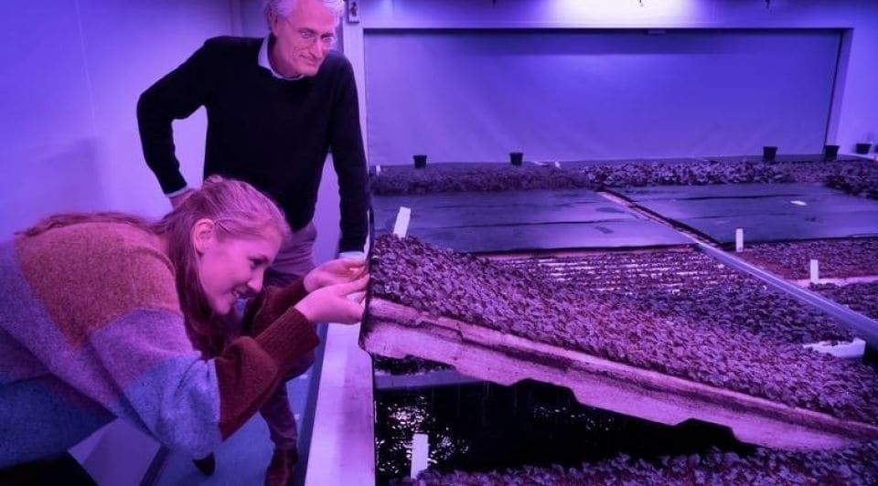 Directeur Michiel Peters en projectleider Lieve Hurkens controleren de wortelgroei in een van de klimaatkamers van PlantLab. Foto: AD/Marc Bolsius.