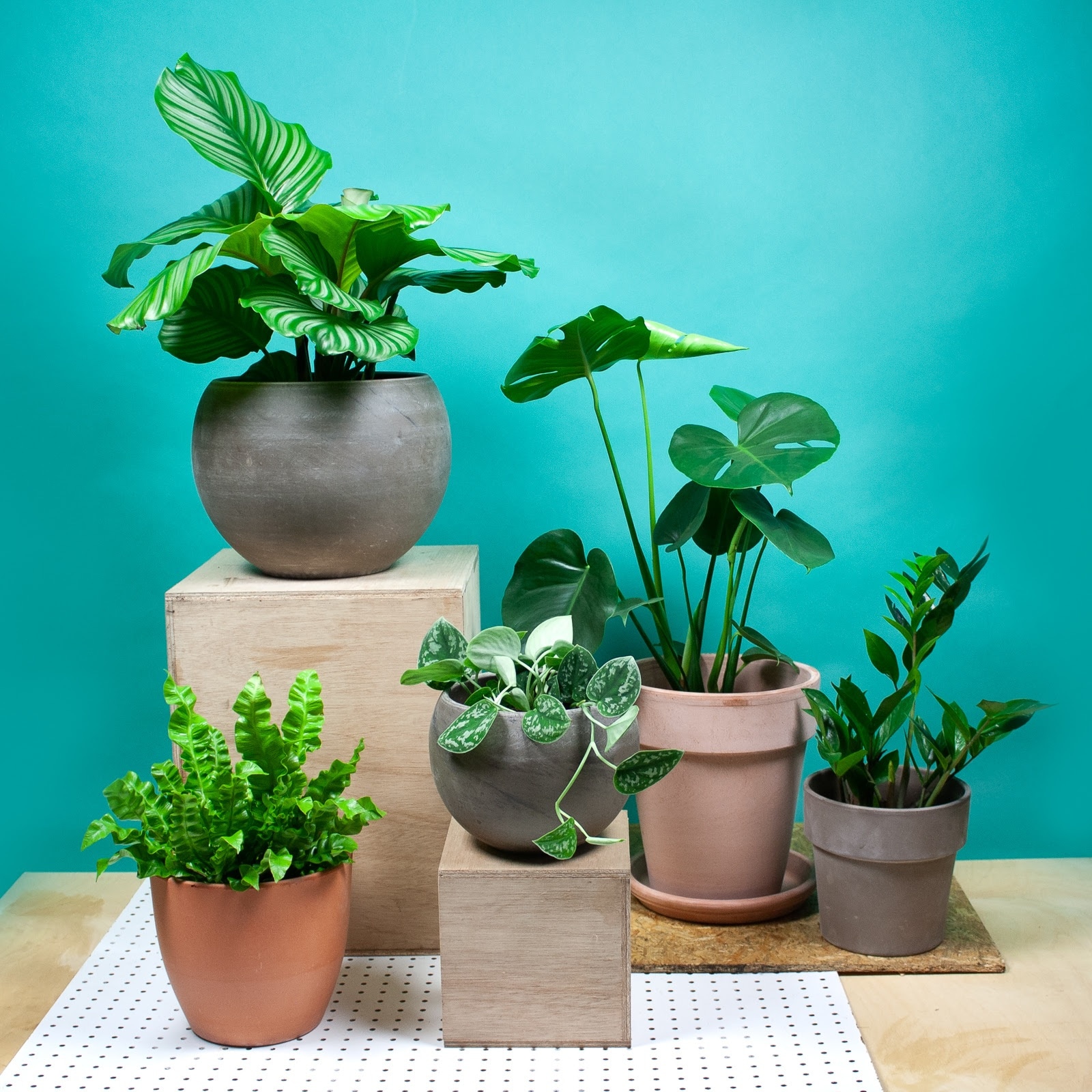Een Brits onderzoek laat zien dat je productiviteit en creativiteit aanzienlijk toeneemt wanneer je werkt in een plantenrijke omgeving. Foto: Sprinklr