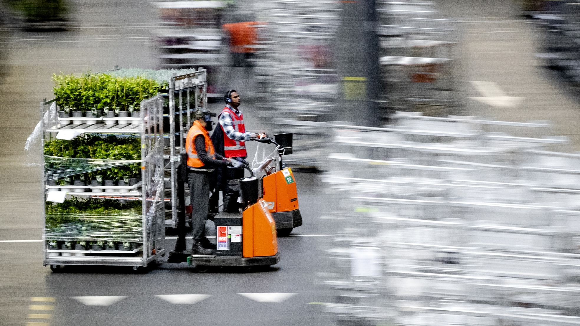 Aanvoer van verse planten in de veilinghal van FloraHolland. De planten- en bloemensector moet het vooral van de verkoop in eigen land hebben. Foto: ANP