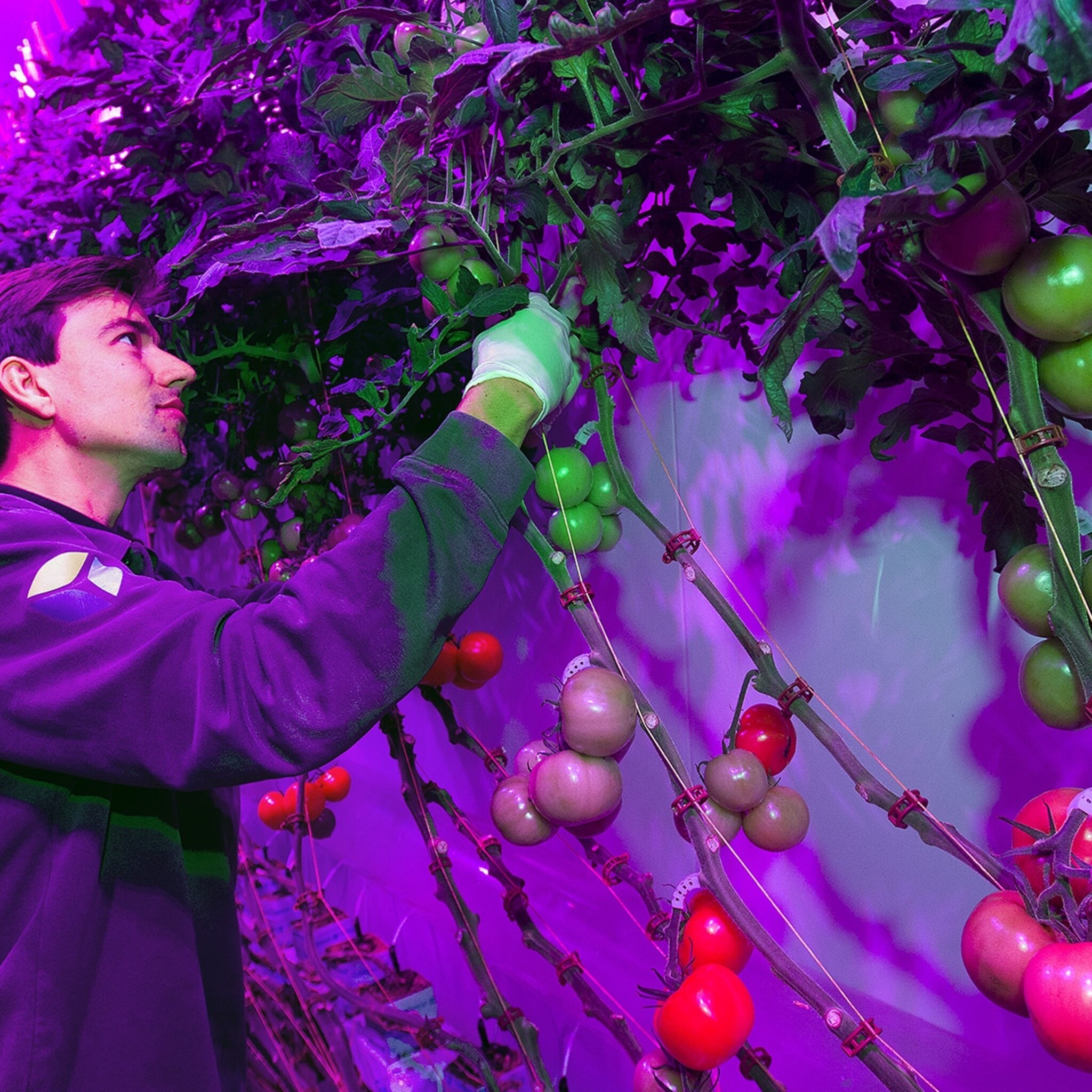 duurzame teler plantlab verkoopt stadsgroente via picnic