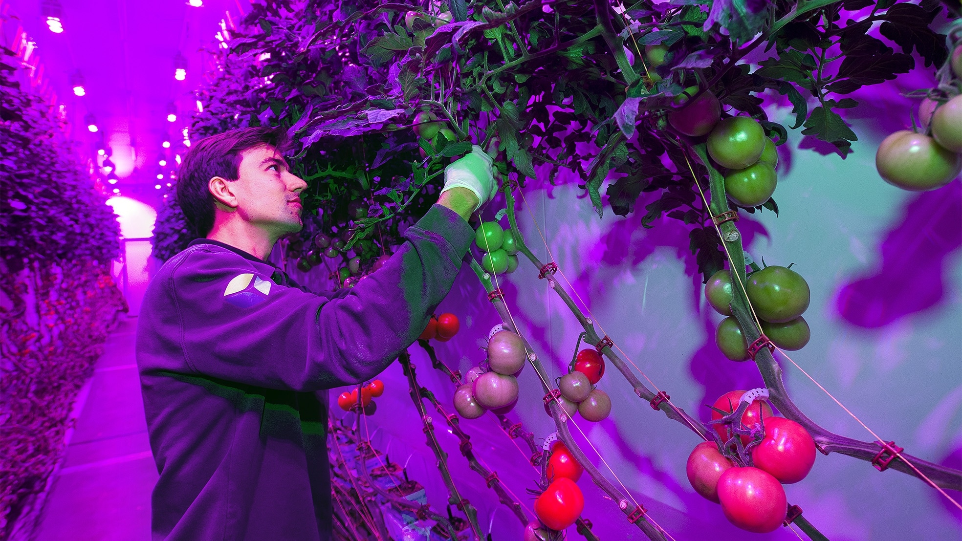Tomaten worden geteeld in het PlantLab. Foto's: Anko Stoffels/Koen Verheijden